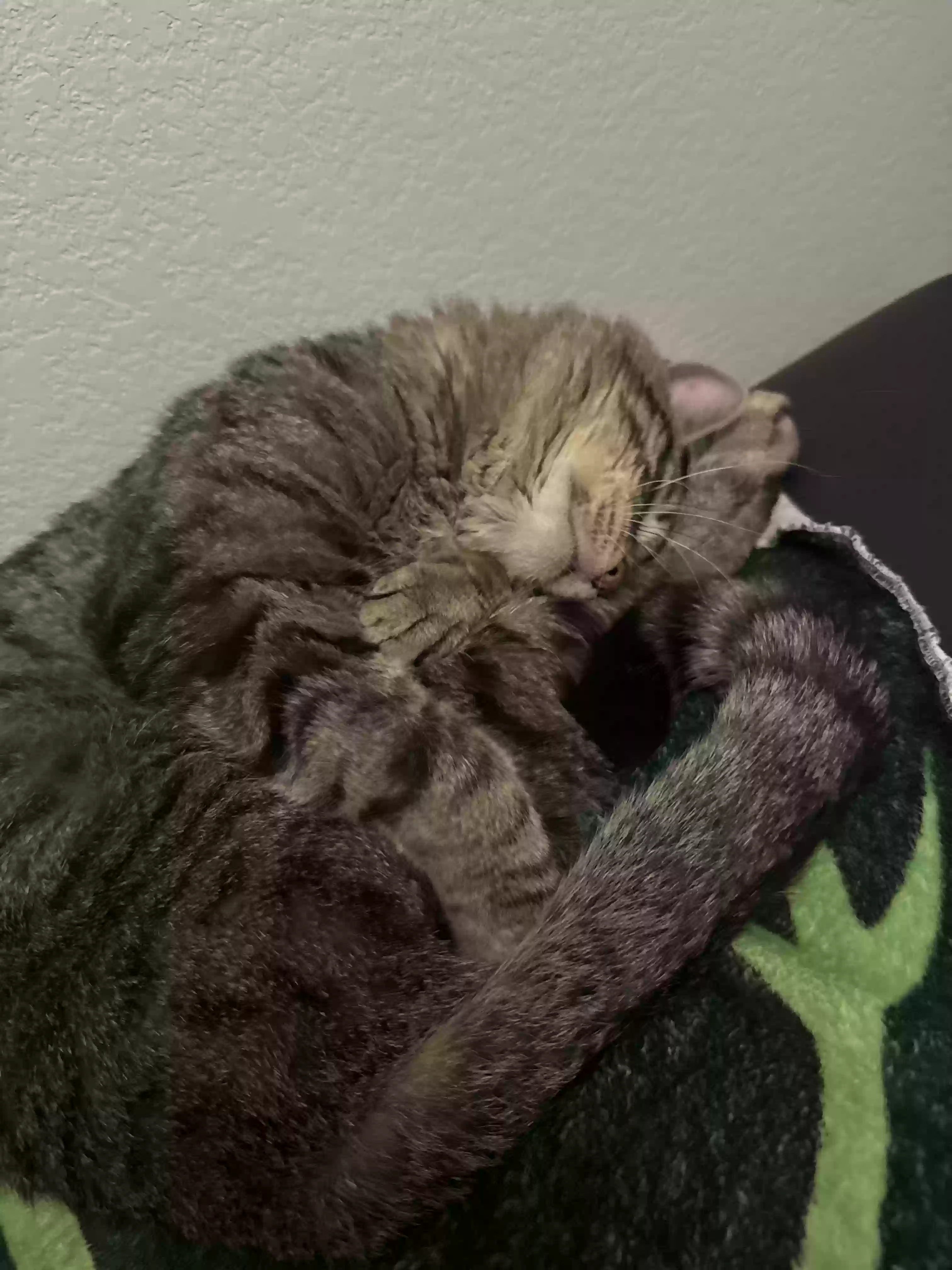 /lostandfound/images/lnfpets/original/184702_photo.webp
