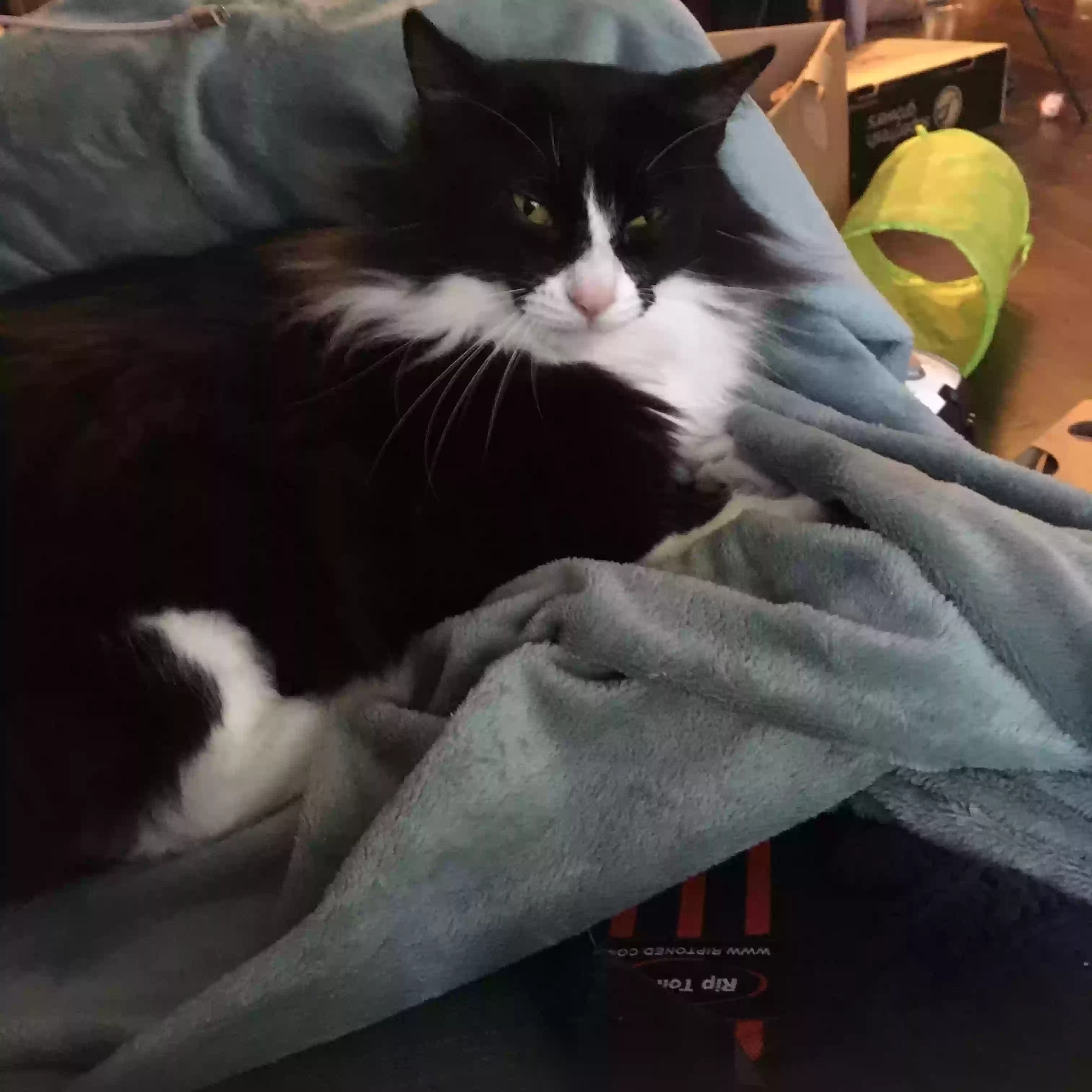 /lostandfound/images/lnfpets/original/184710_photo.webp