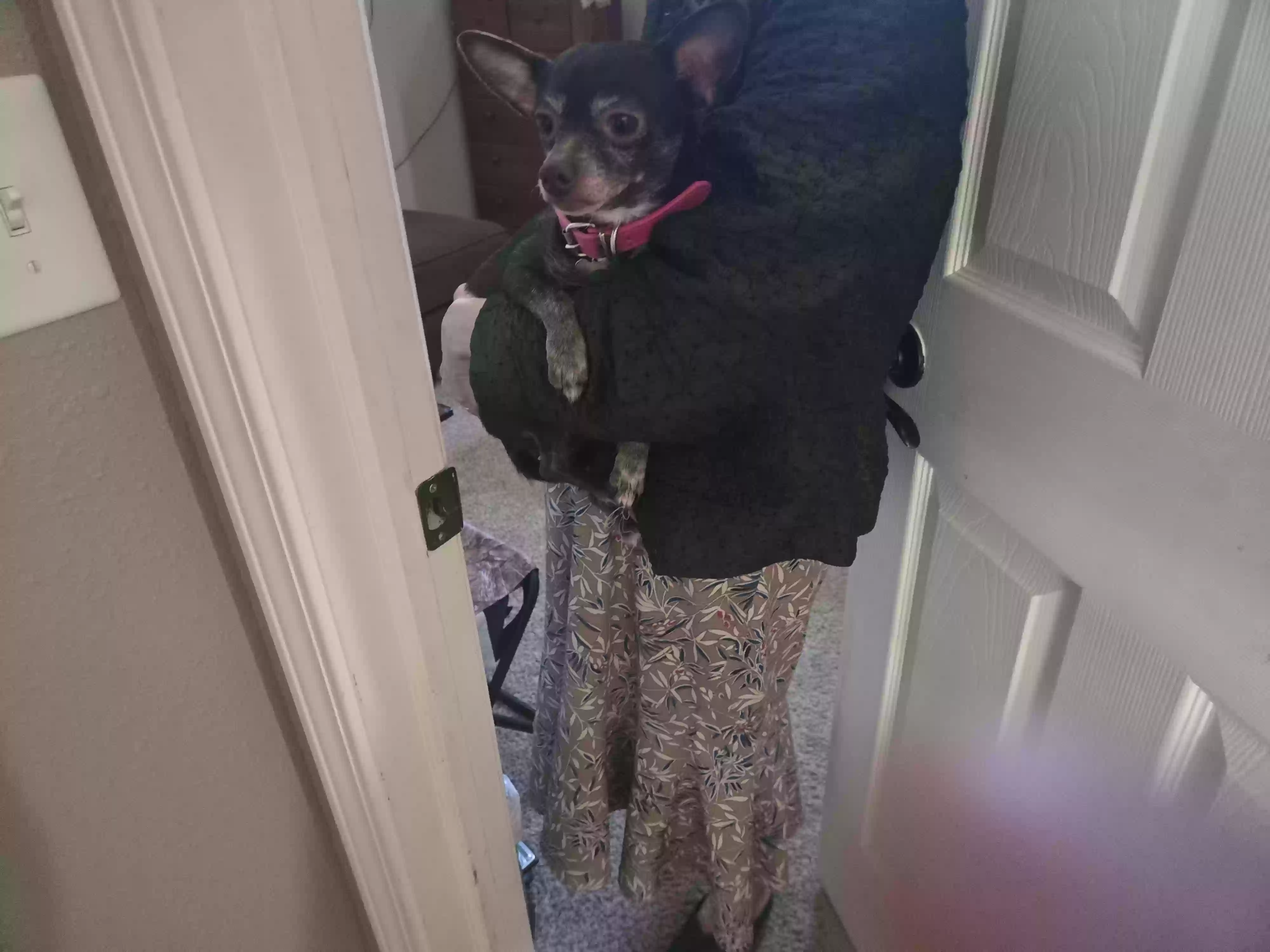/lostandfound/images/lnfpets/original/184747_photo.webp