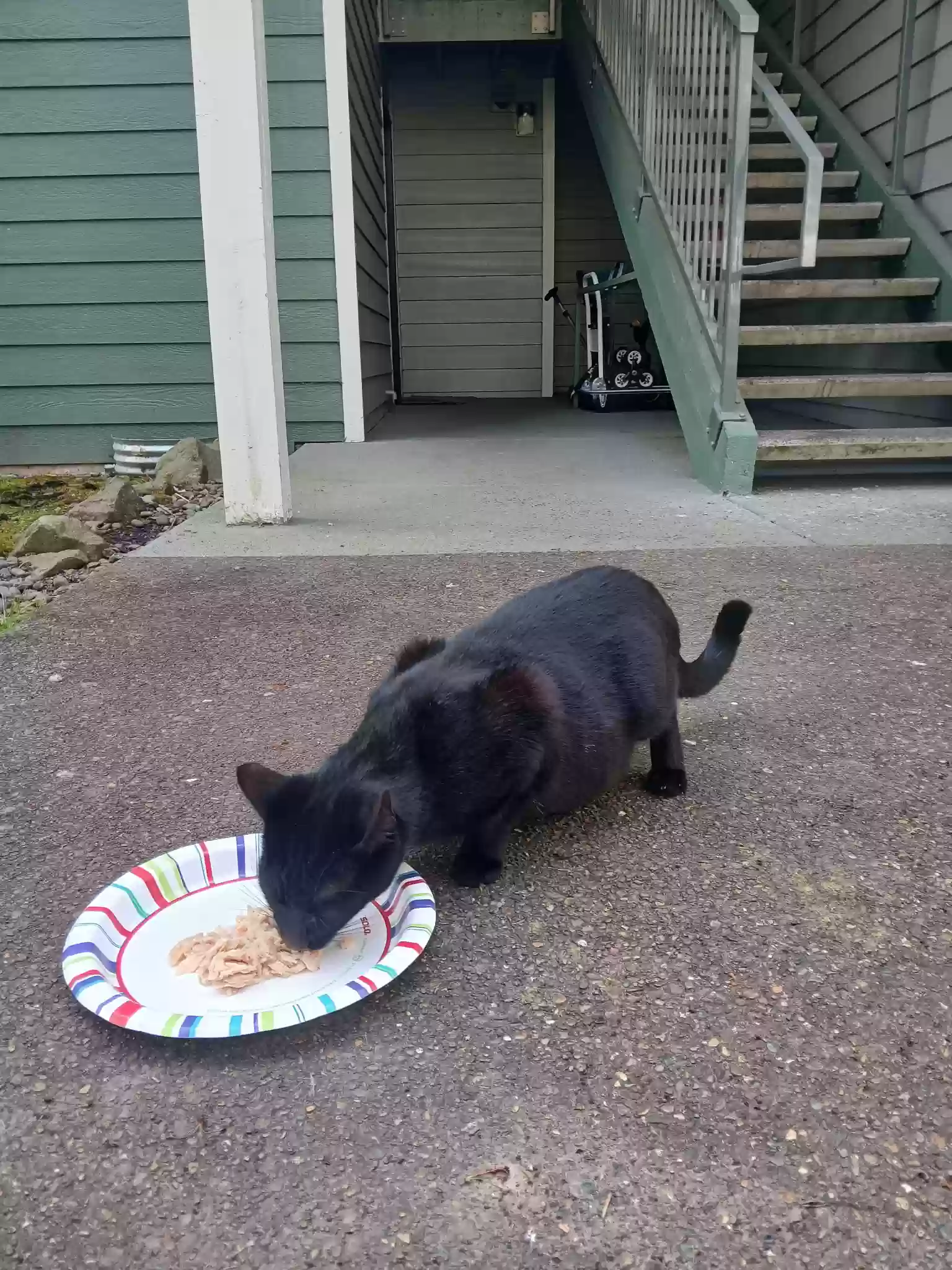 /lostandfound/images/lnfpets/original/184750_photo.webp