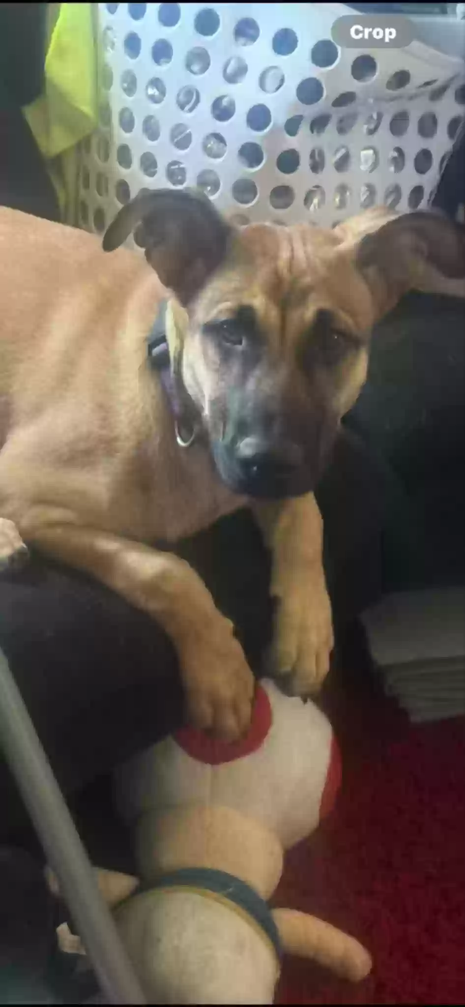 /lostandfound/images/lnfpets/original/184864_photo.webp