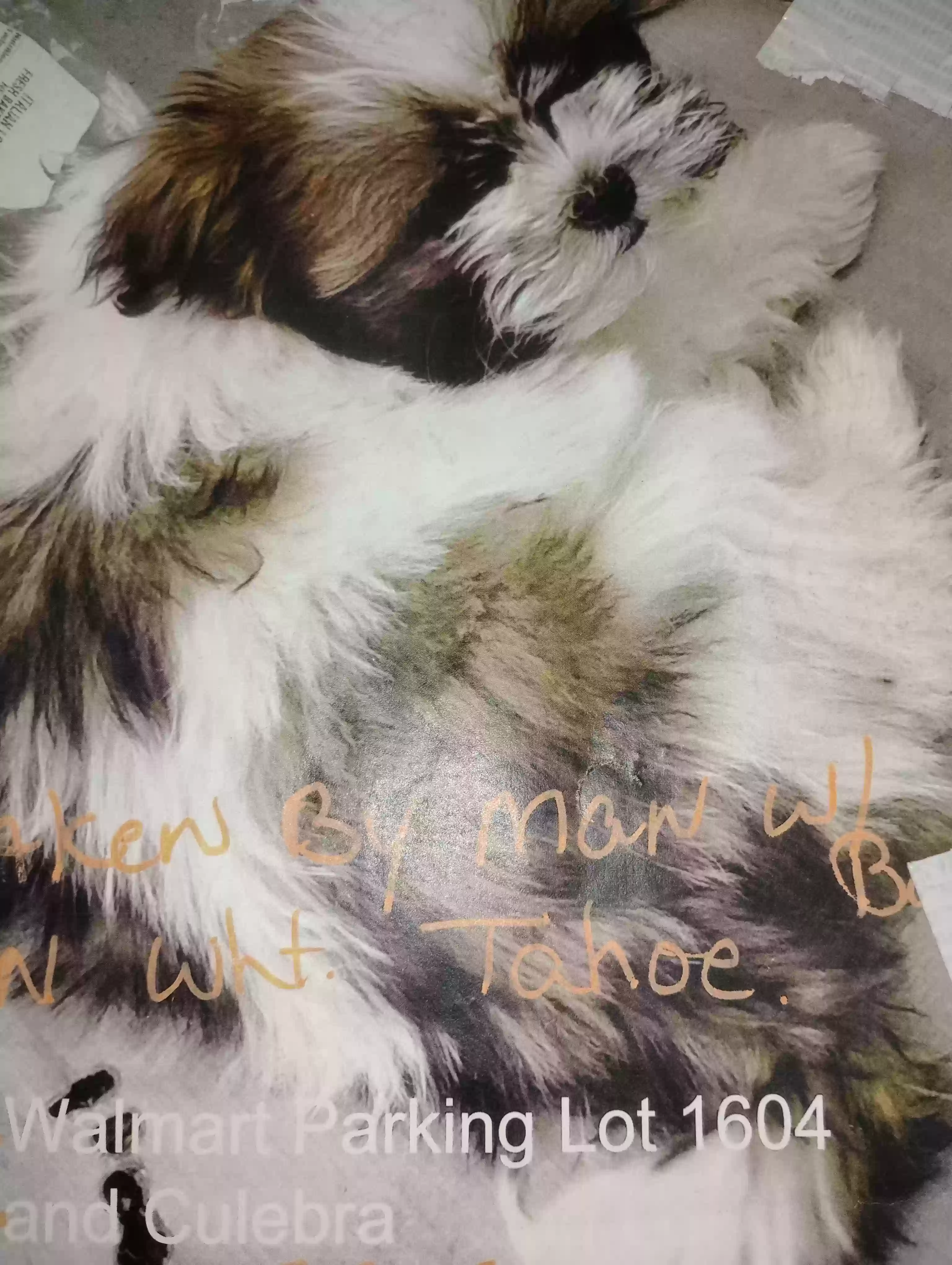 /lostandfound/images/lnfpets/original/184883_photo.webp