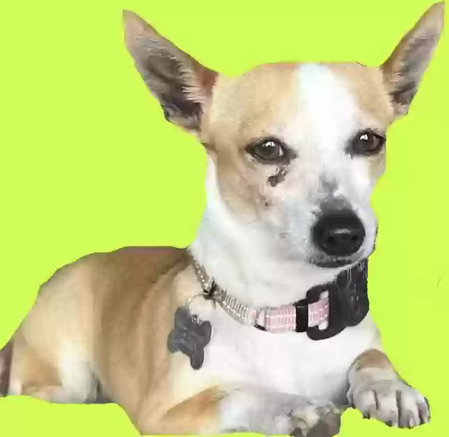 /lostandfound/images/lnfpets/original/184889_photo.webp