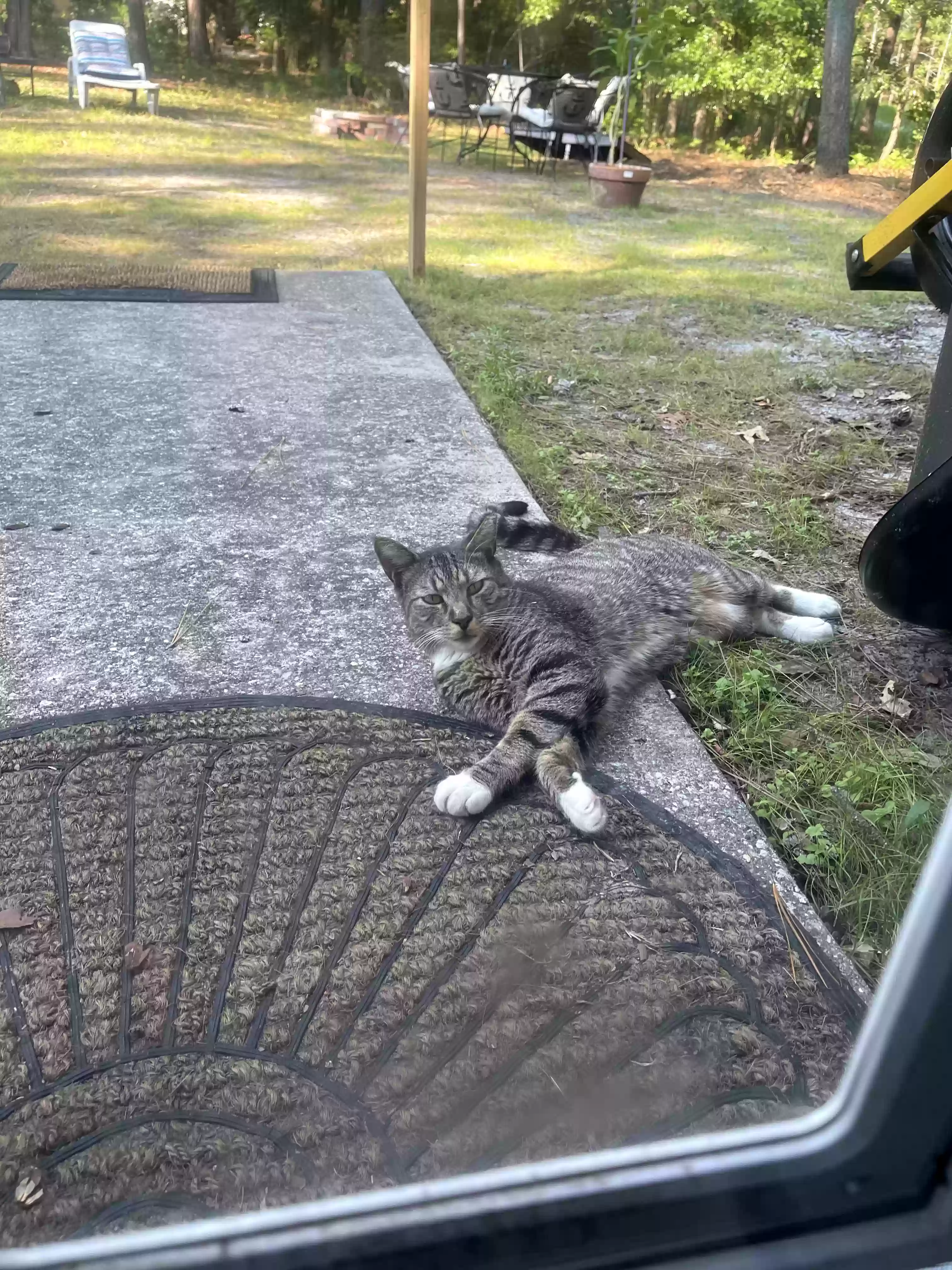 /lostandfound/images/lnfpets/original/184897_photo.webp