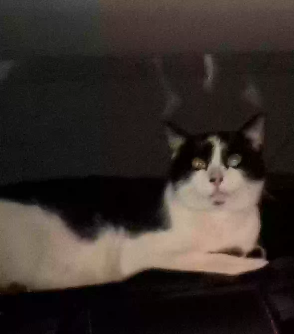/lostandfound/images/lnfpets/original/184899_photo.webp