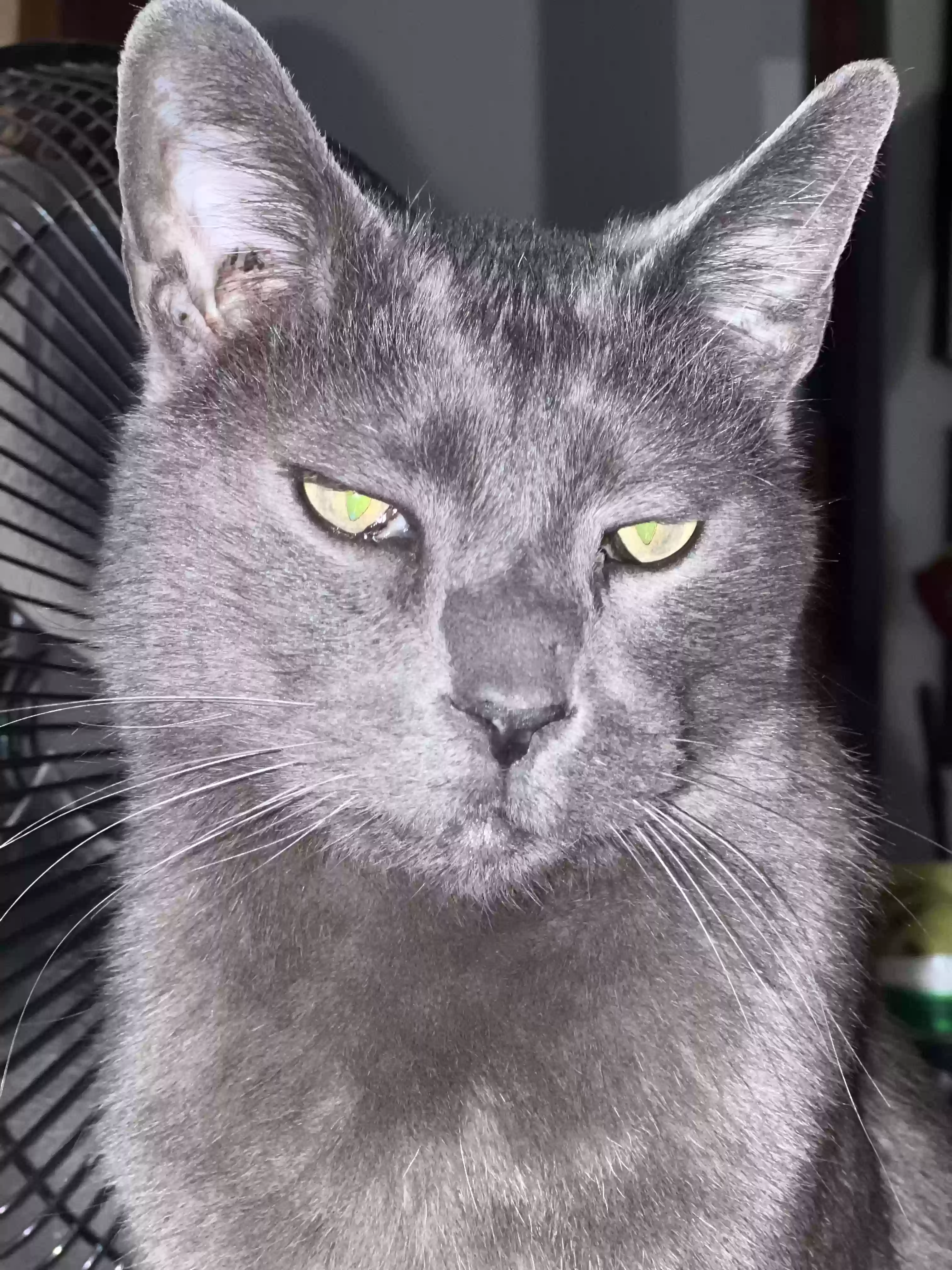 /lostandfound/images/lnfpets/original/184904_6966_IMG_1138.webp