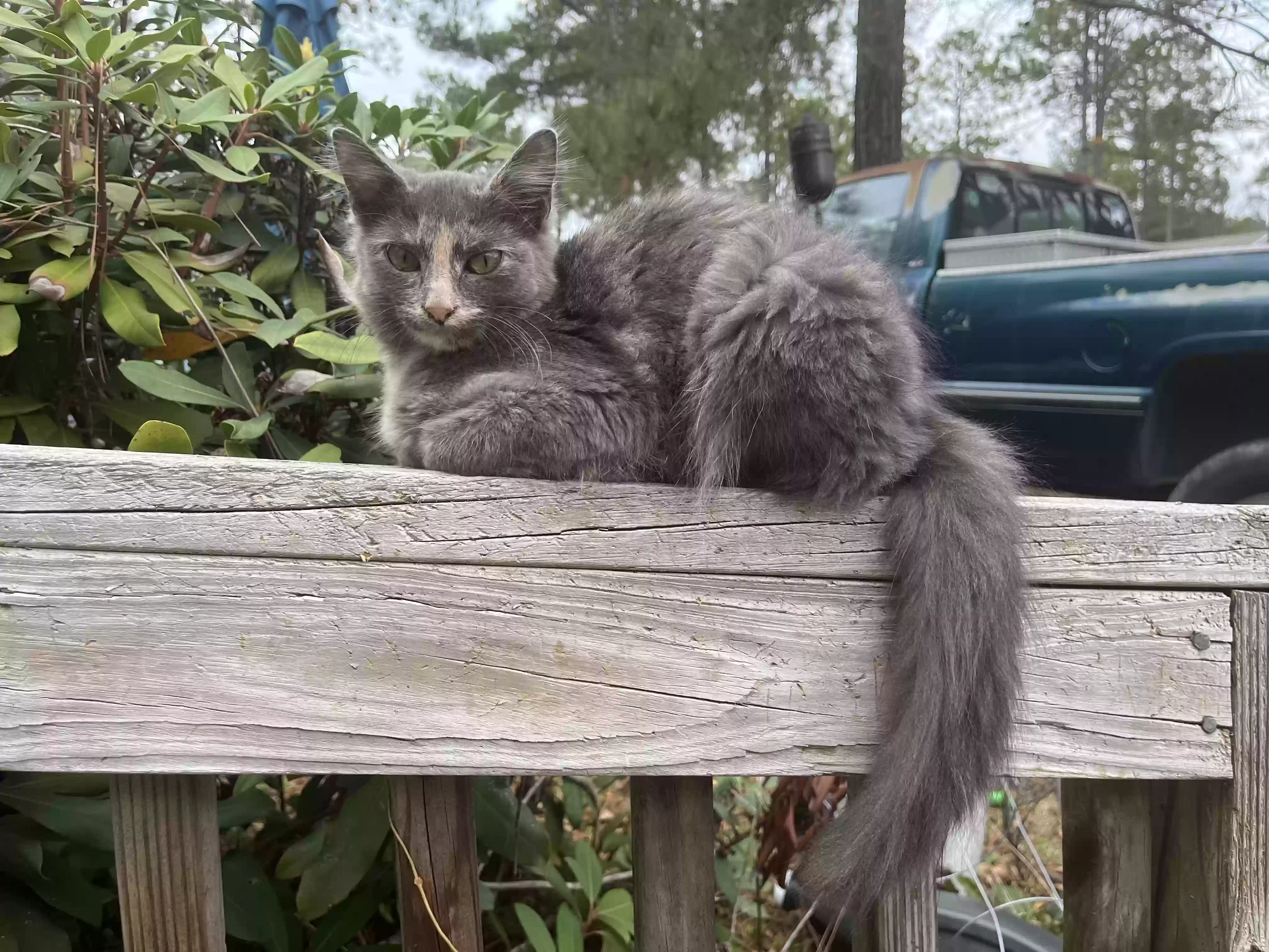 /lostandfound/images/lnfpets/original/185046_photo.webp