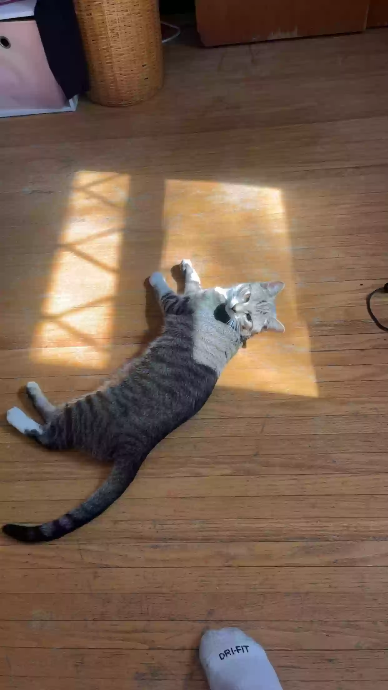 /lostandfound/images/lnfpets/original/185048_photo.webp
