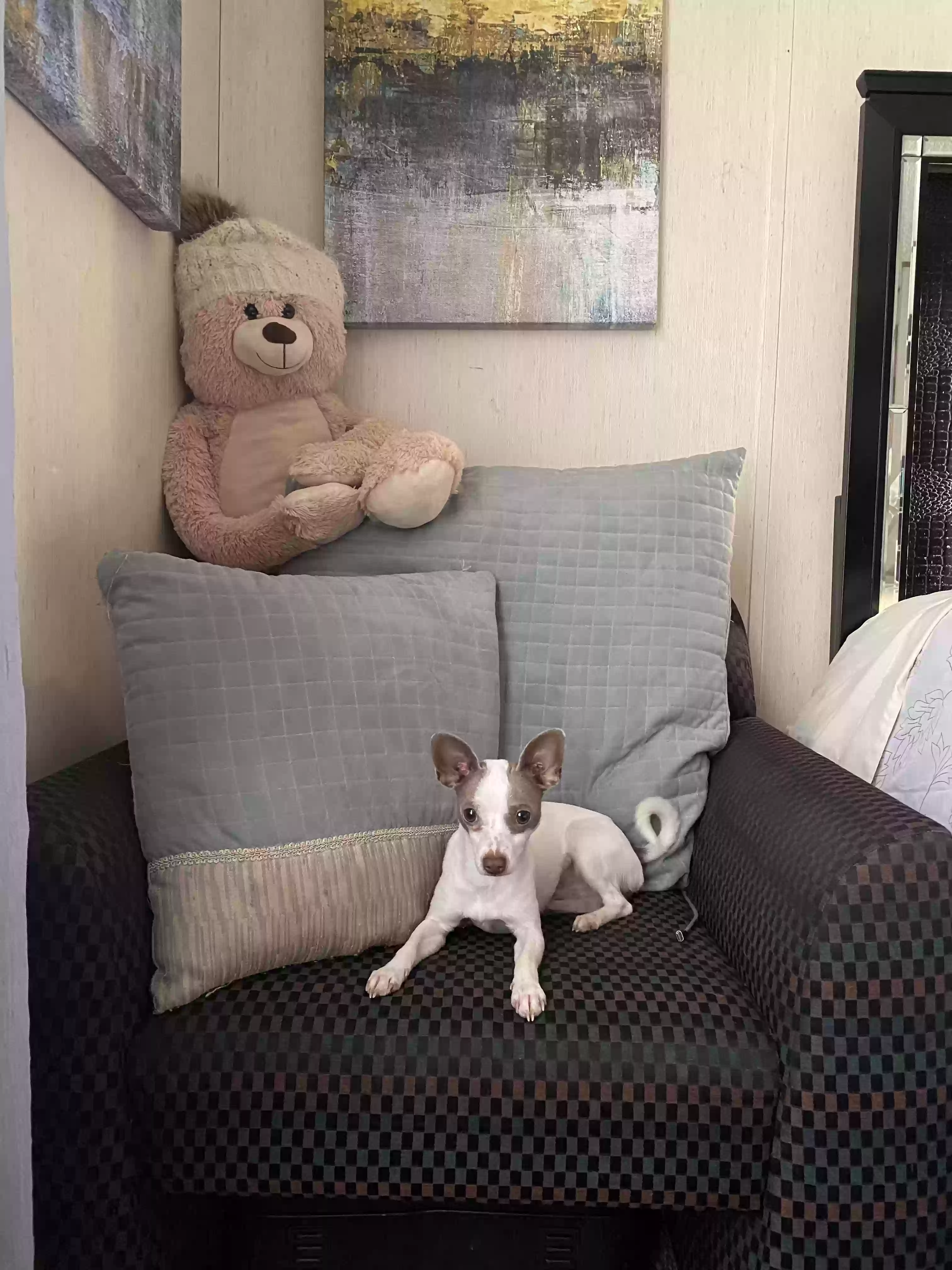 /lostandfound/images/lnfpets/original/185062_photo.webp