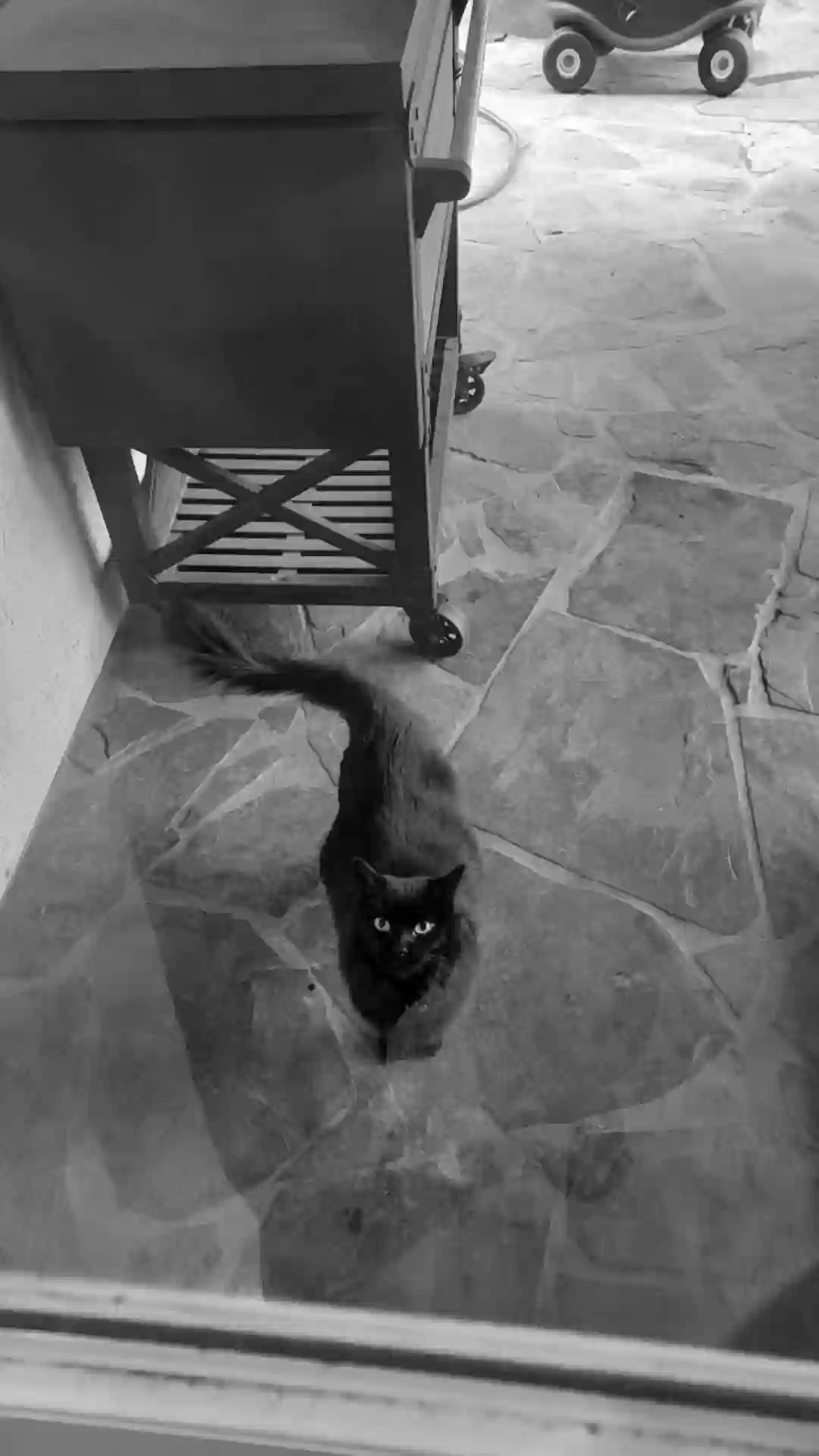 /lostandfound/images/lnfpets/original/185084_photo.webp