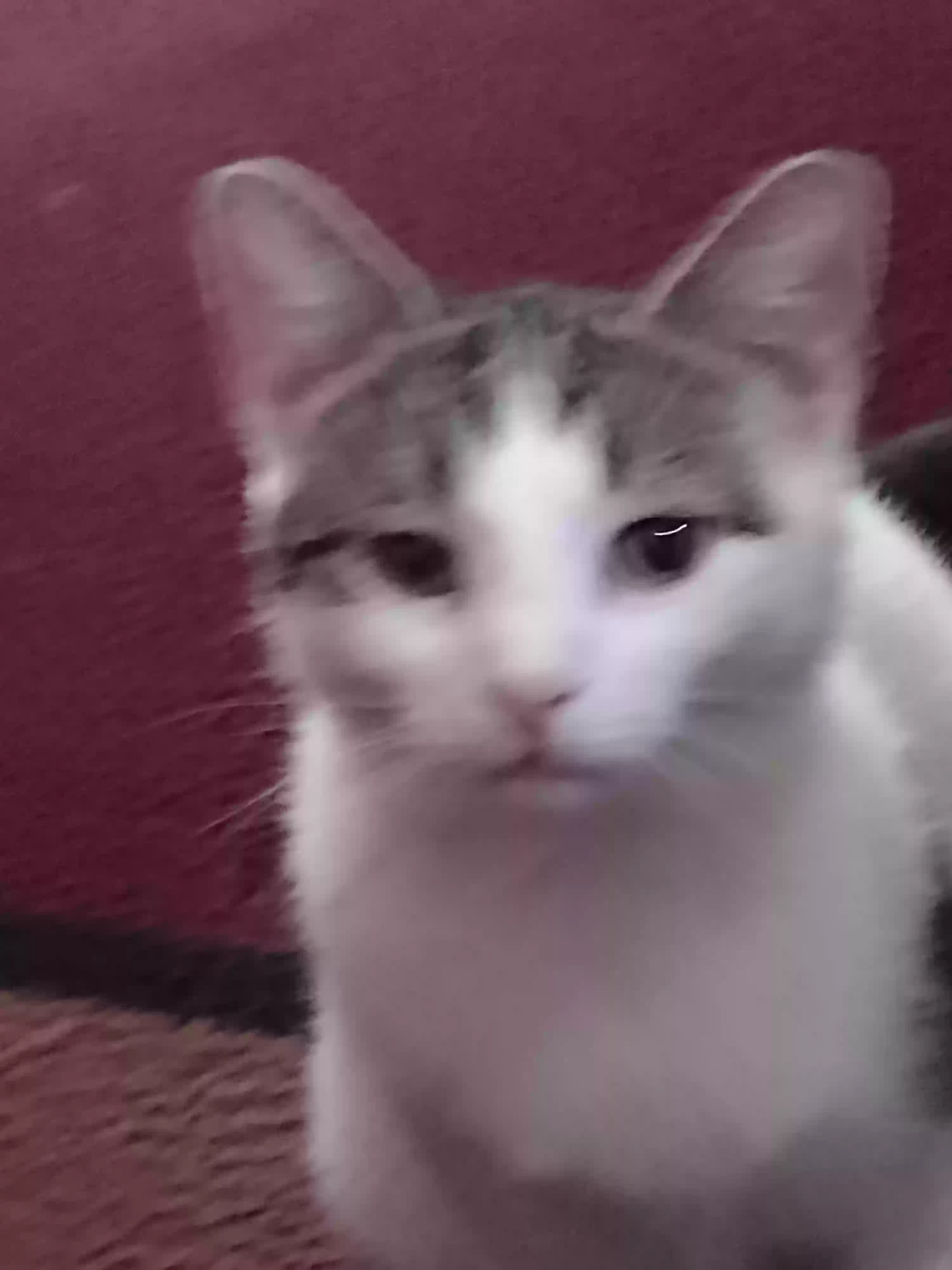 /lostandfound/images/lnfpets/original/185206_photo.webp