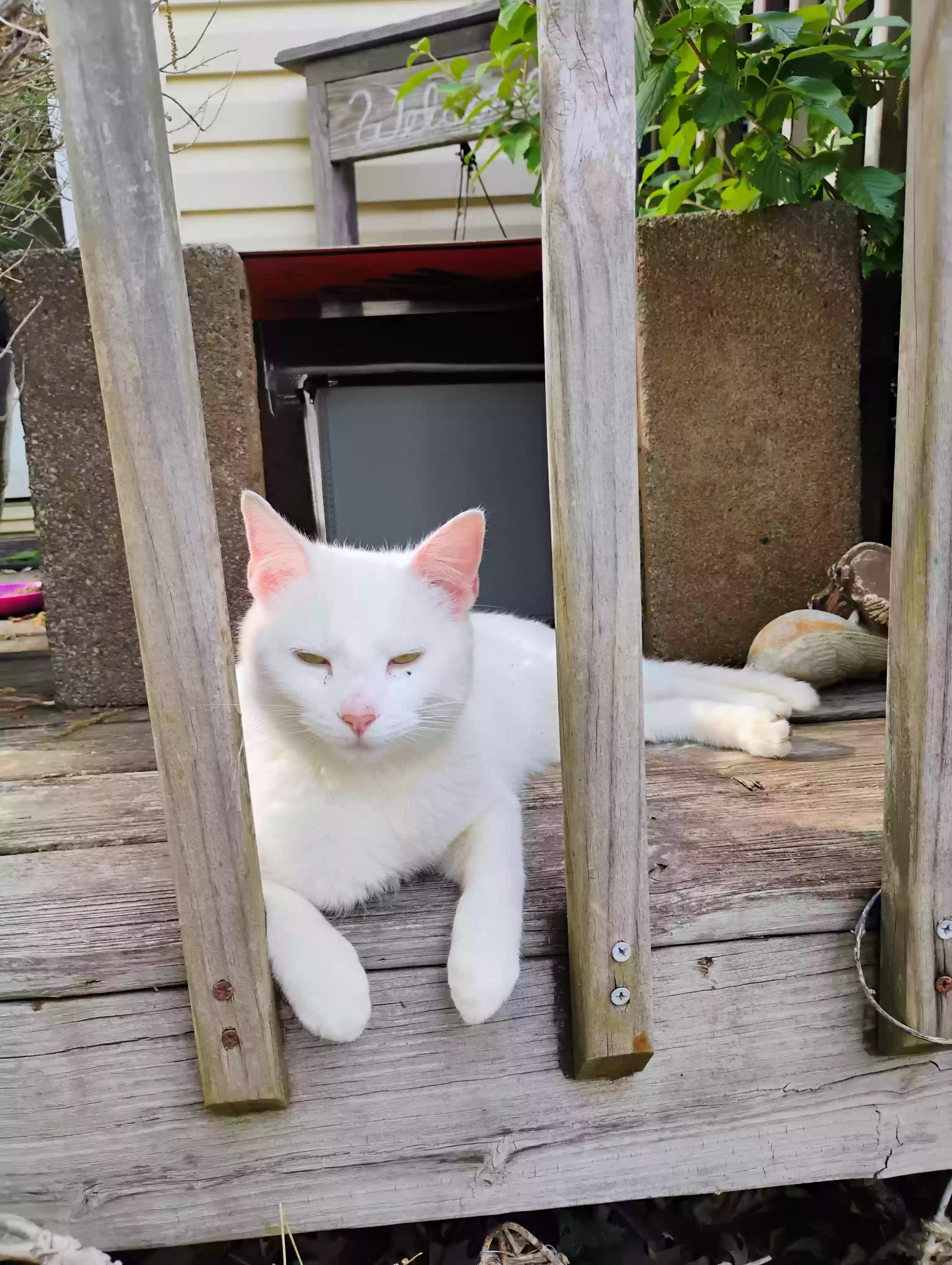 /lostandfound/images/lnfpets/original/185207_photo.webp