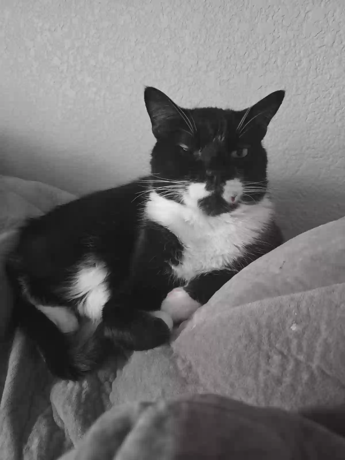 /lostandfound/images/lnfpets/original/185277_photo.webp