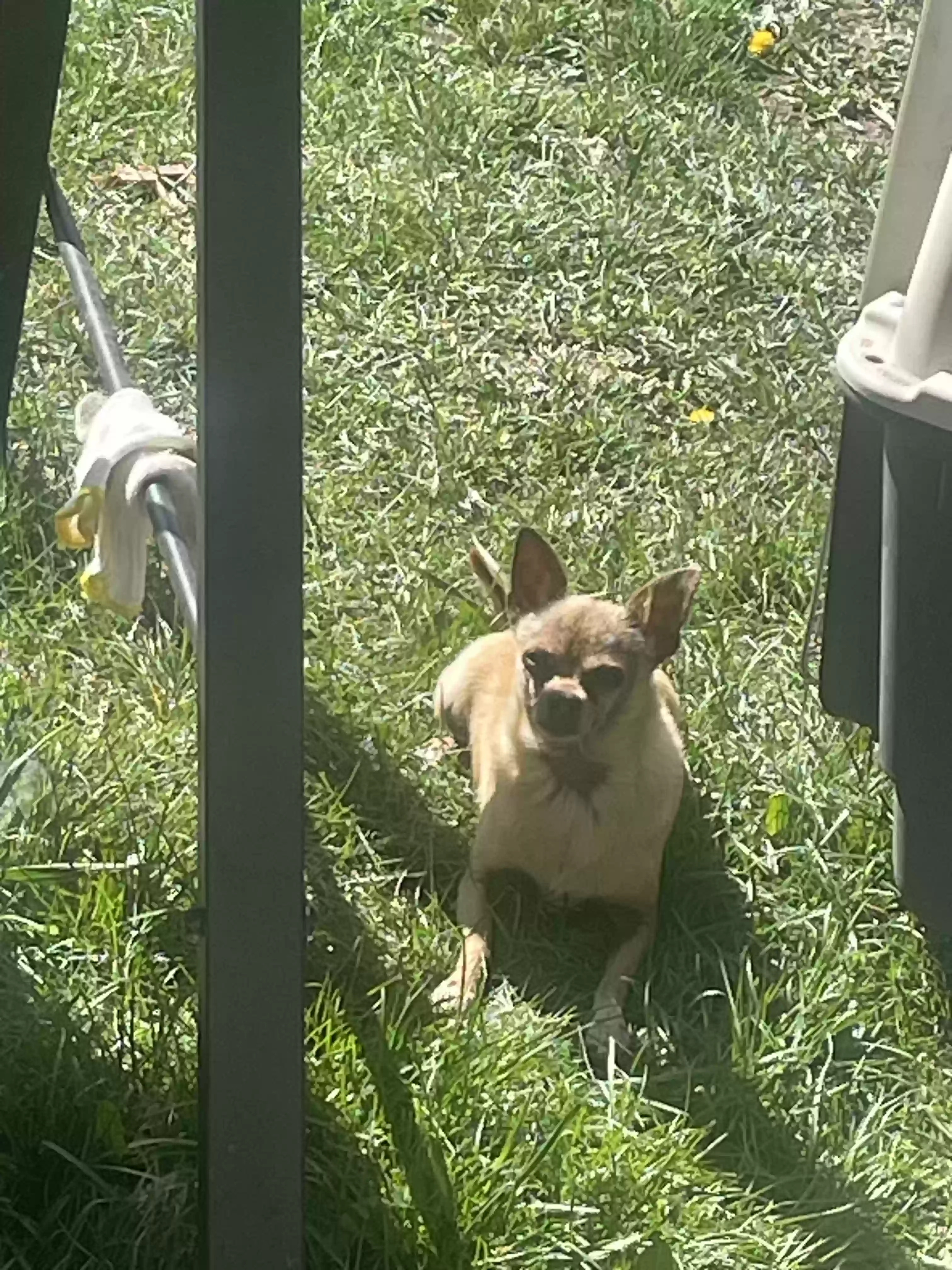 /lostandfound/images/lnfpets/original/185326_photo.webp