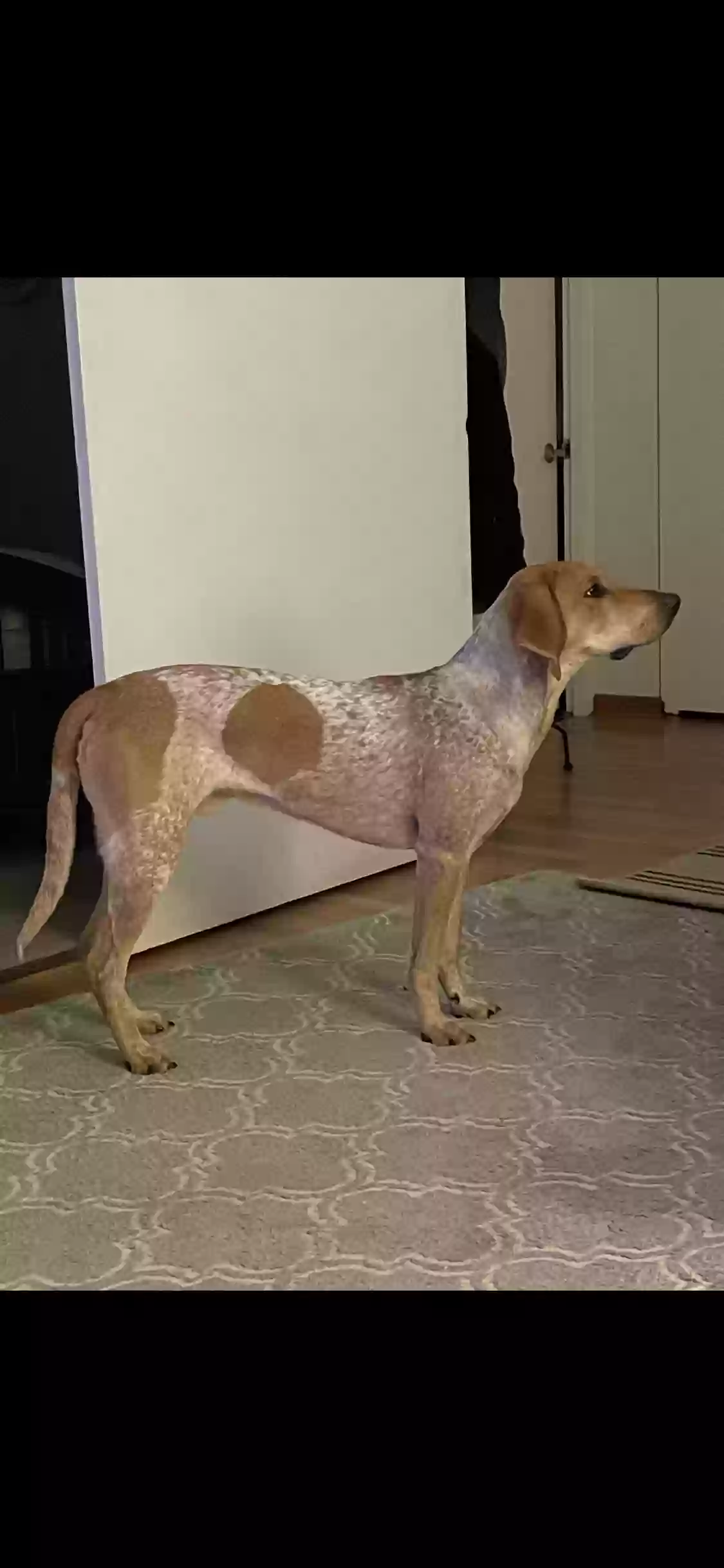 /lostandfound/images/lnfpets/original/185366_photo.webp