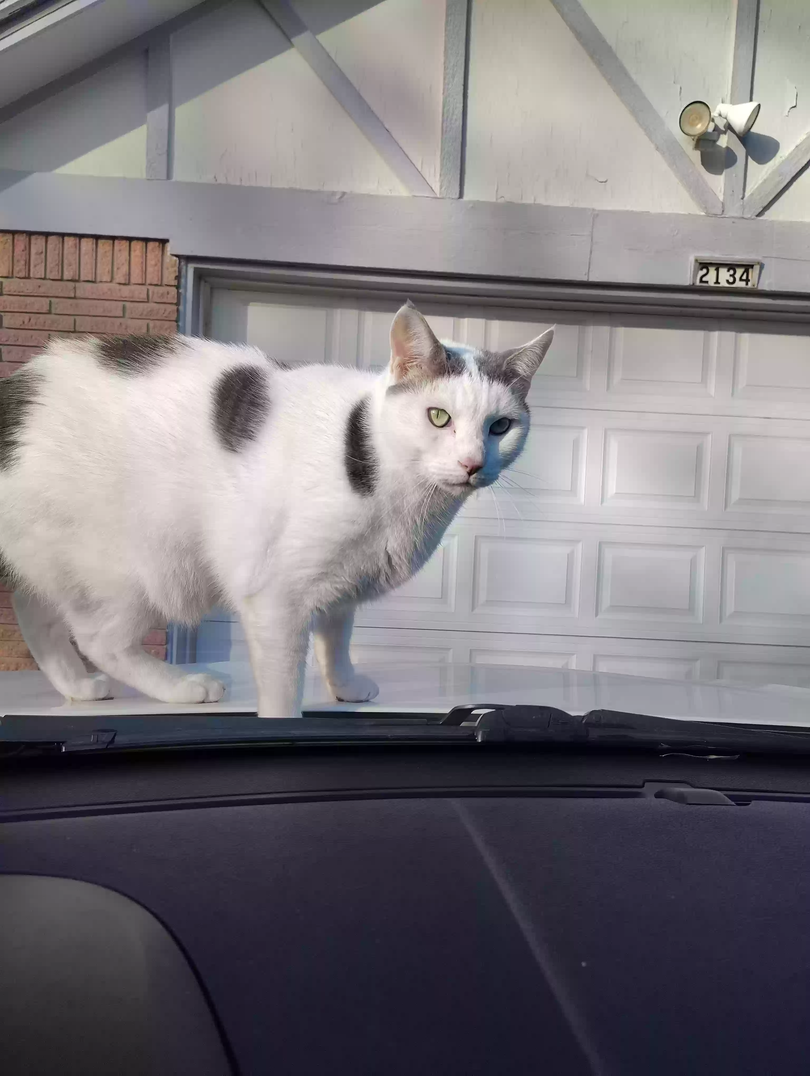 /lostandfound/images/lnfpets/original/185425_photo.webp