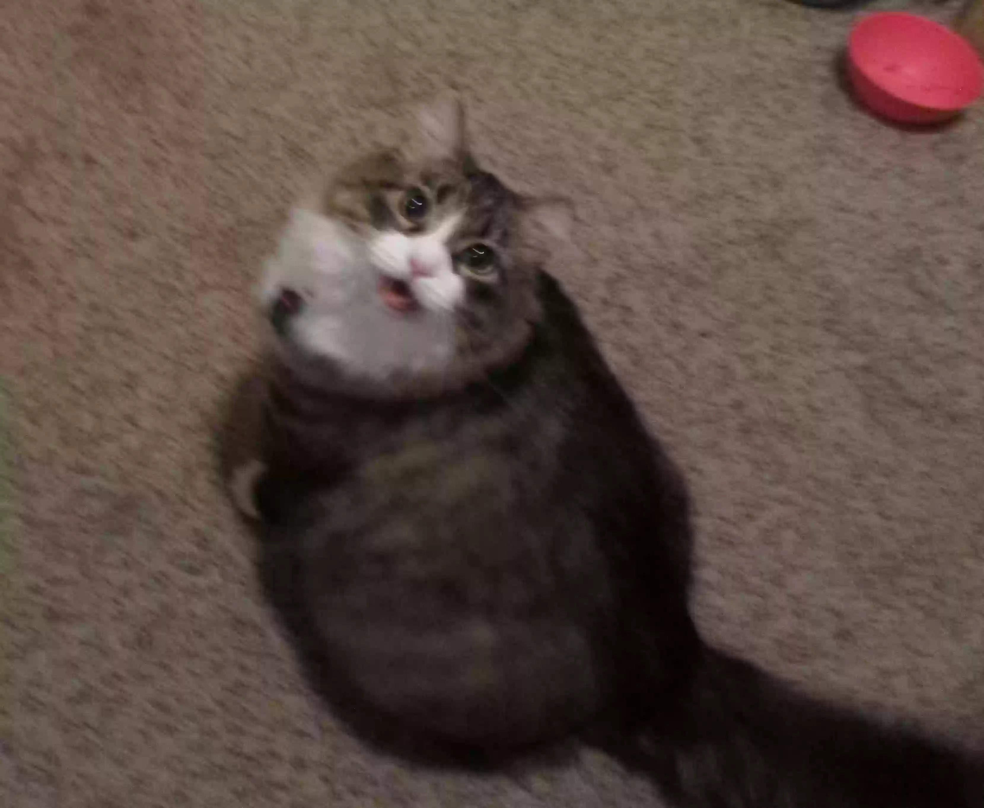 /lostandfound/images/lnfpets/original/185460_photo.webp
