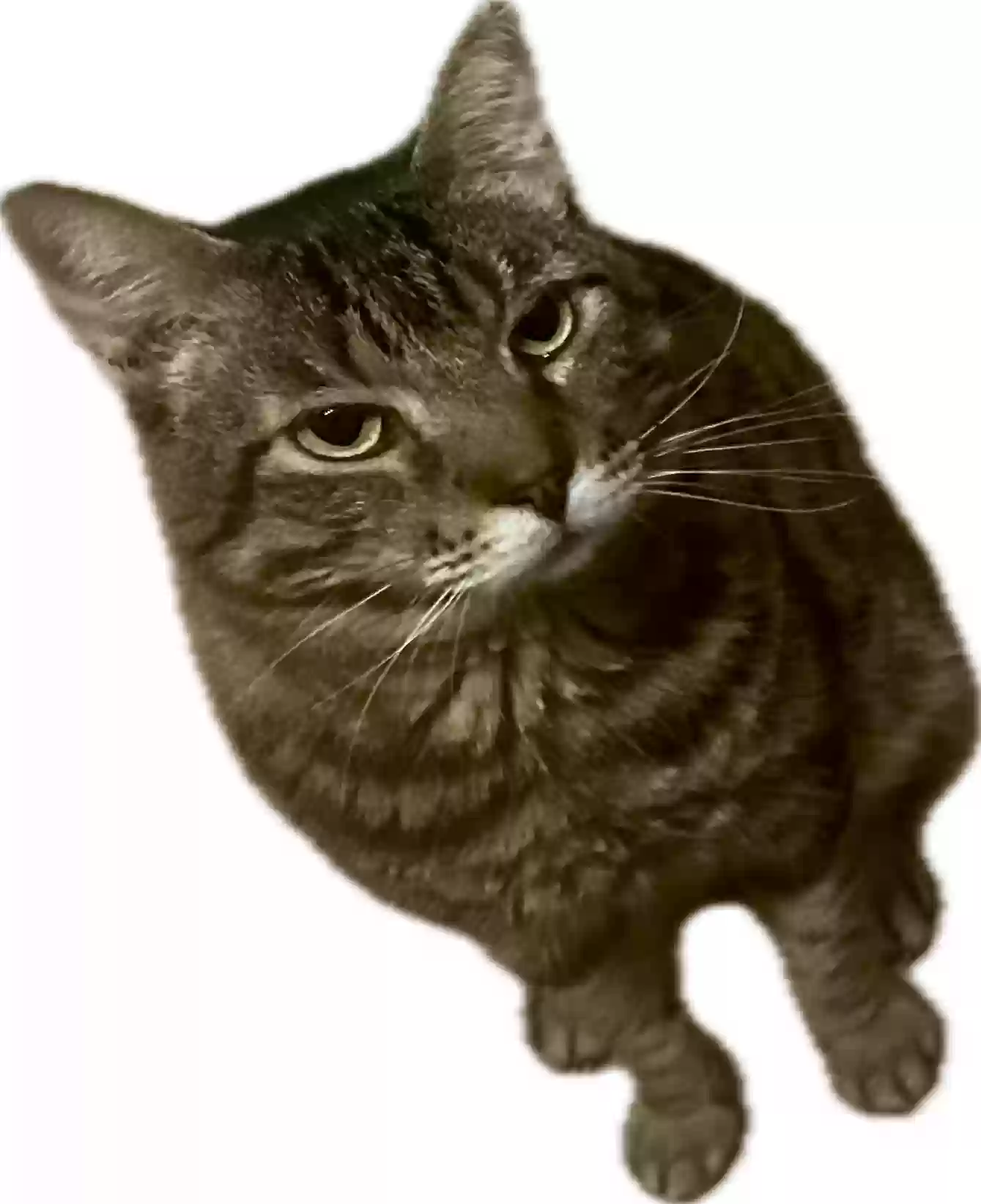 /lostandfound/images/lnfpets/original/185507_photo.webp