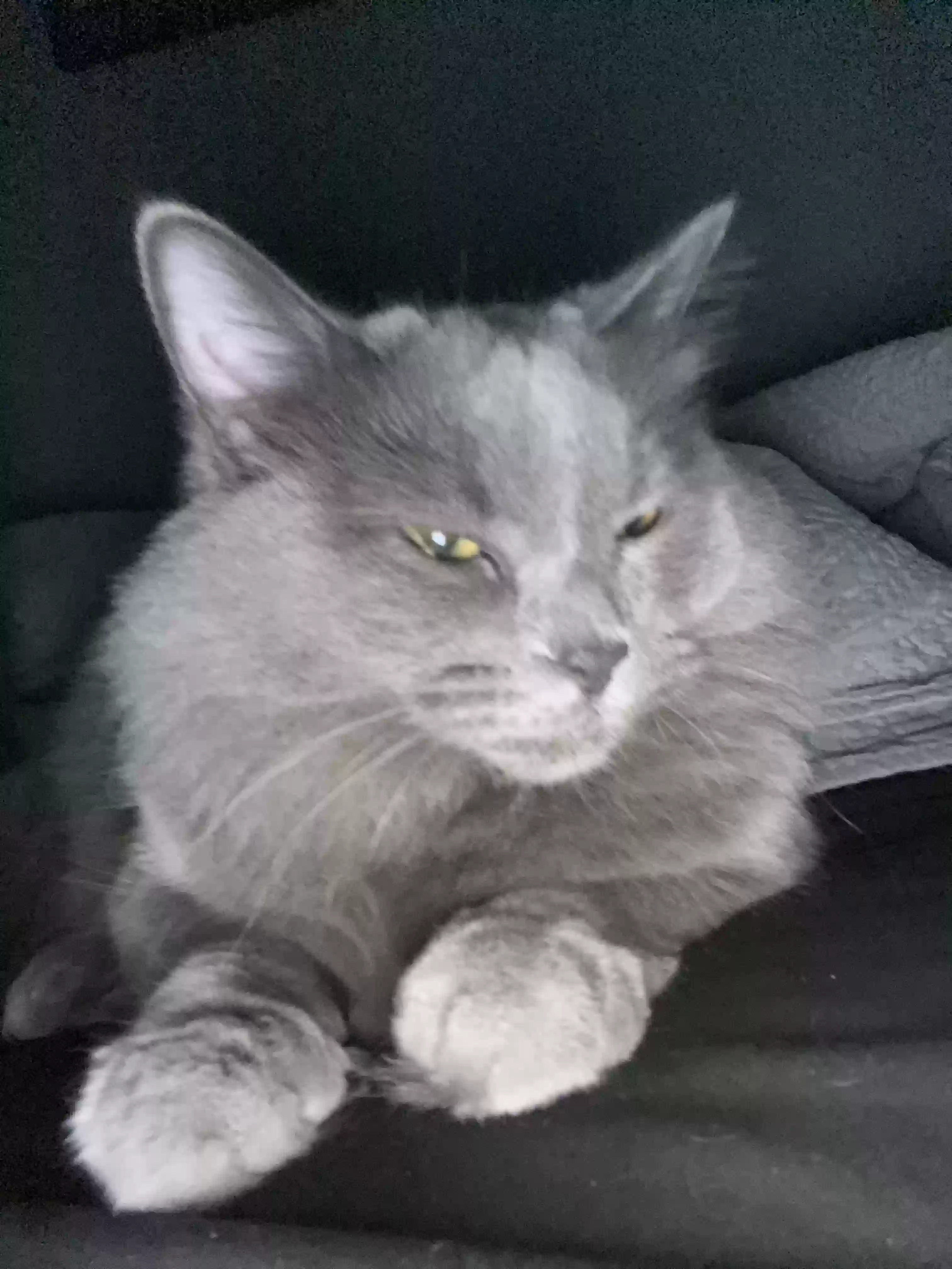 /lostandfound/images/lnfpets/original/185568_photo.webp
