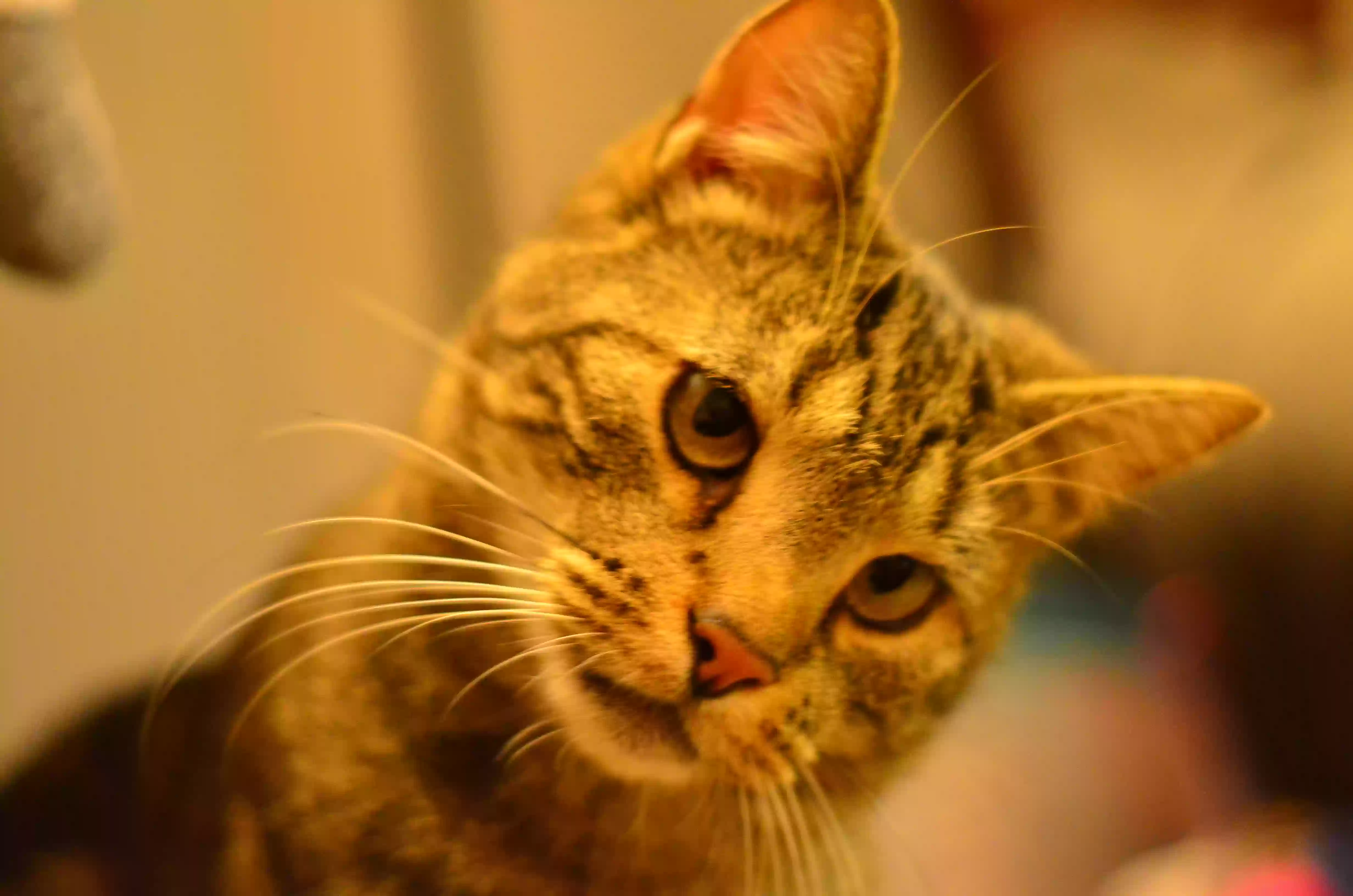 /lostandfound/images/lnfpets/original/185609_photo.webp