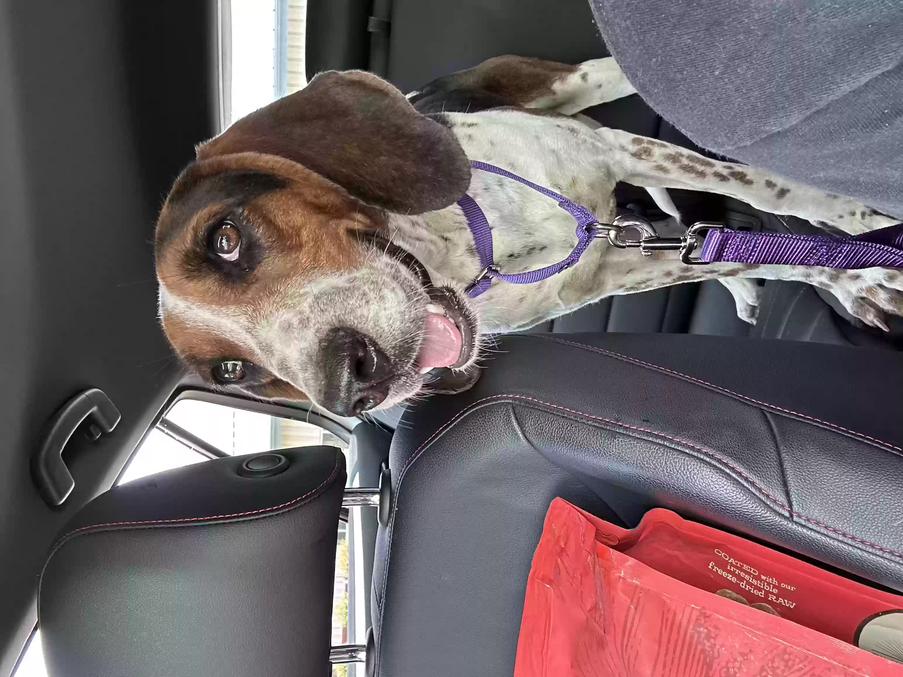 /lostandfound/images/lnfpets/original/185740_photo.webp