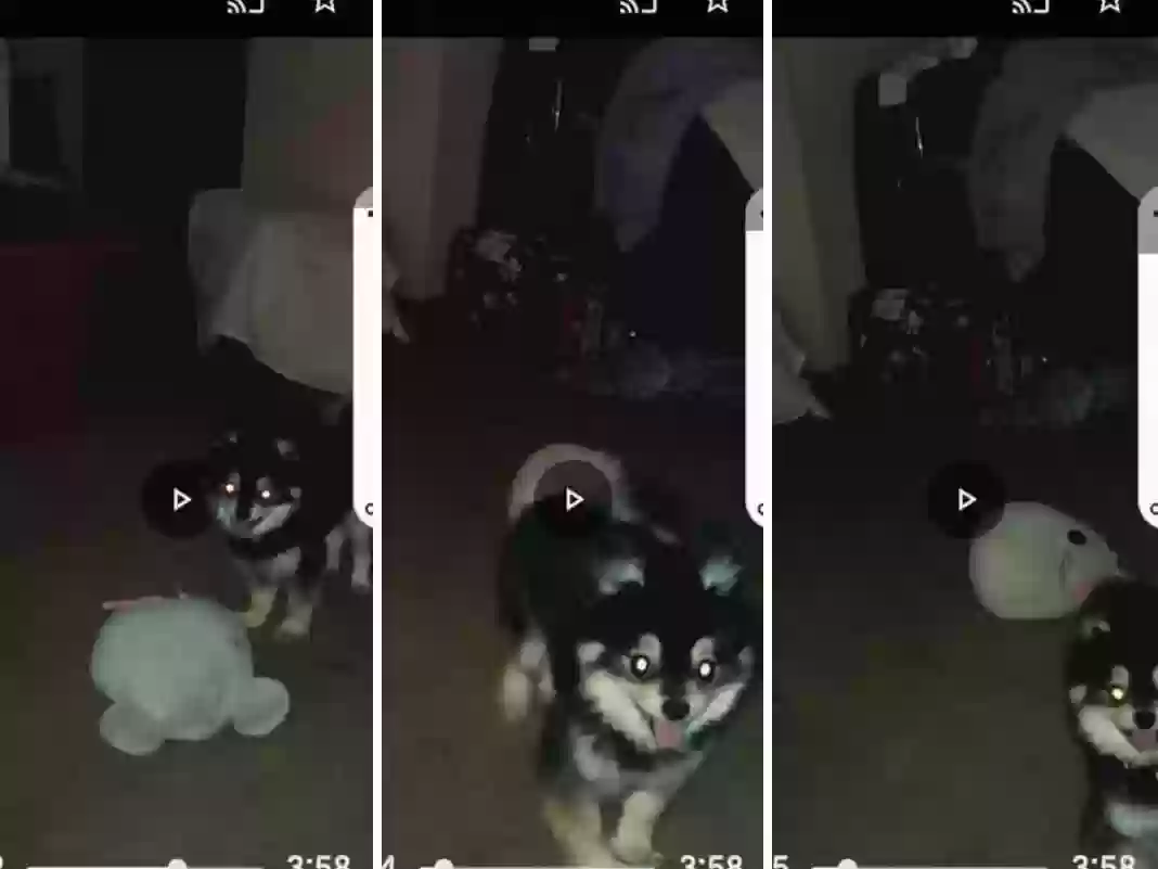 /lostandfound/images/lnfpets/original/185761_8151_Screenshot_20250517_174956_Facebook.webp