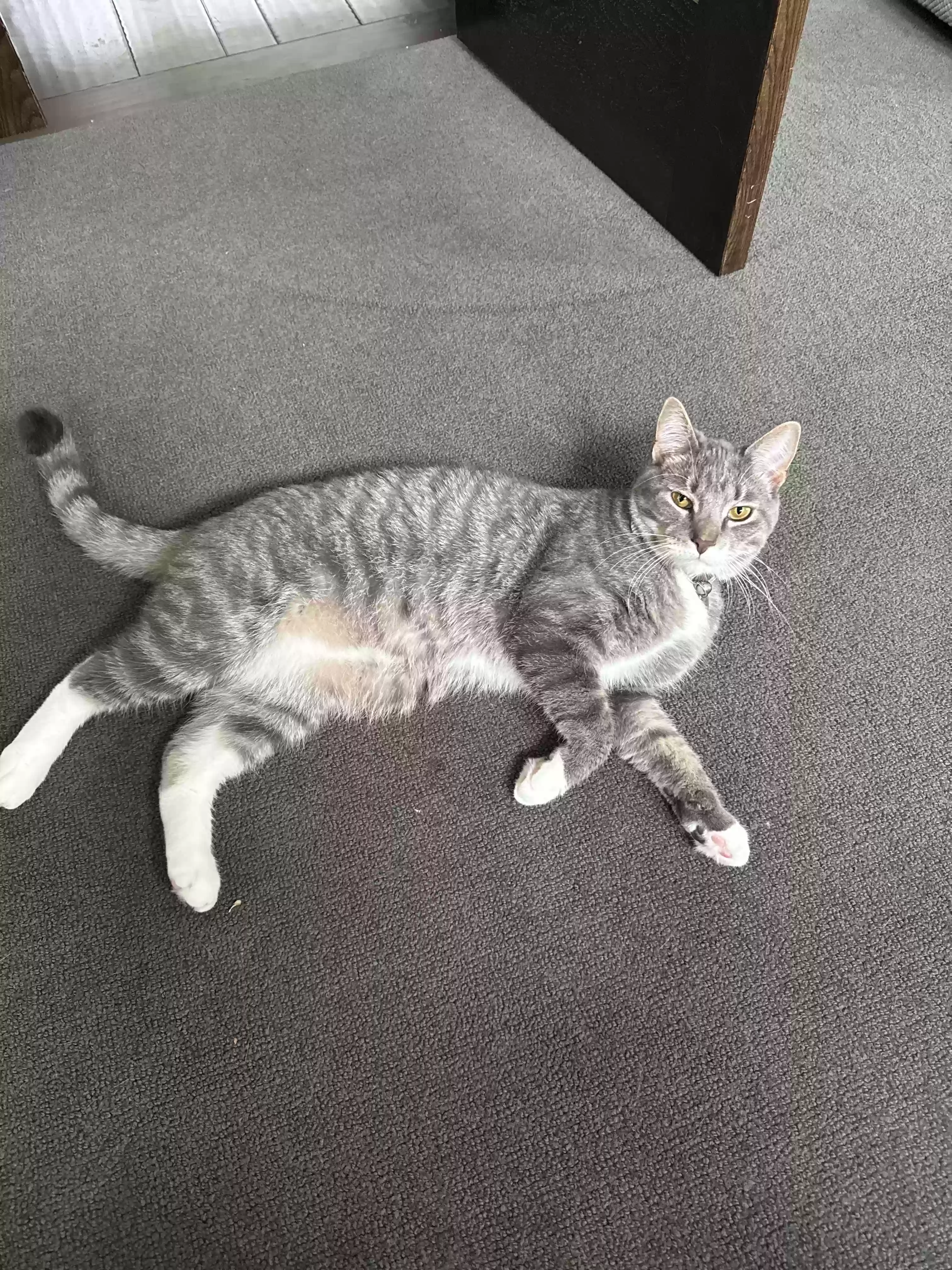 /lostandfound/images/lnfpets/original/185785_photo.webp