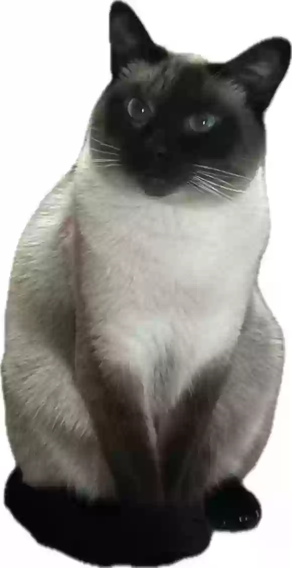 /lostandfound/images/lnfpets/original/185793_photo.webp