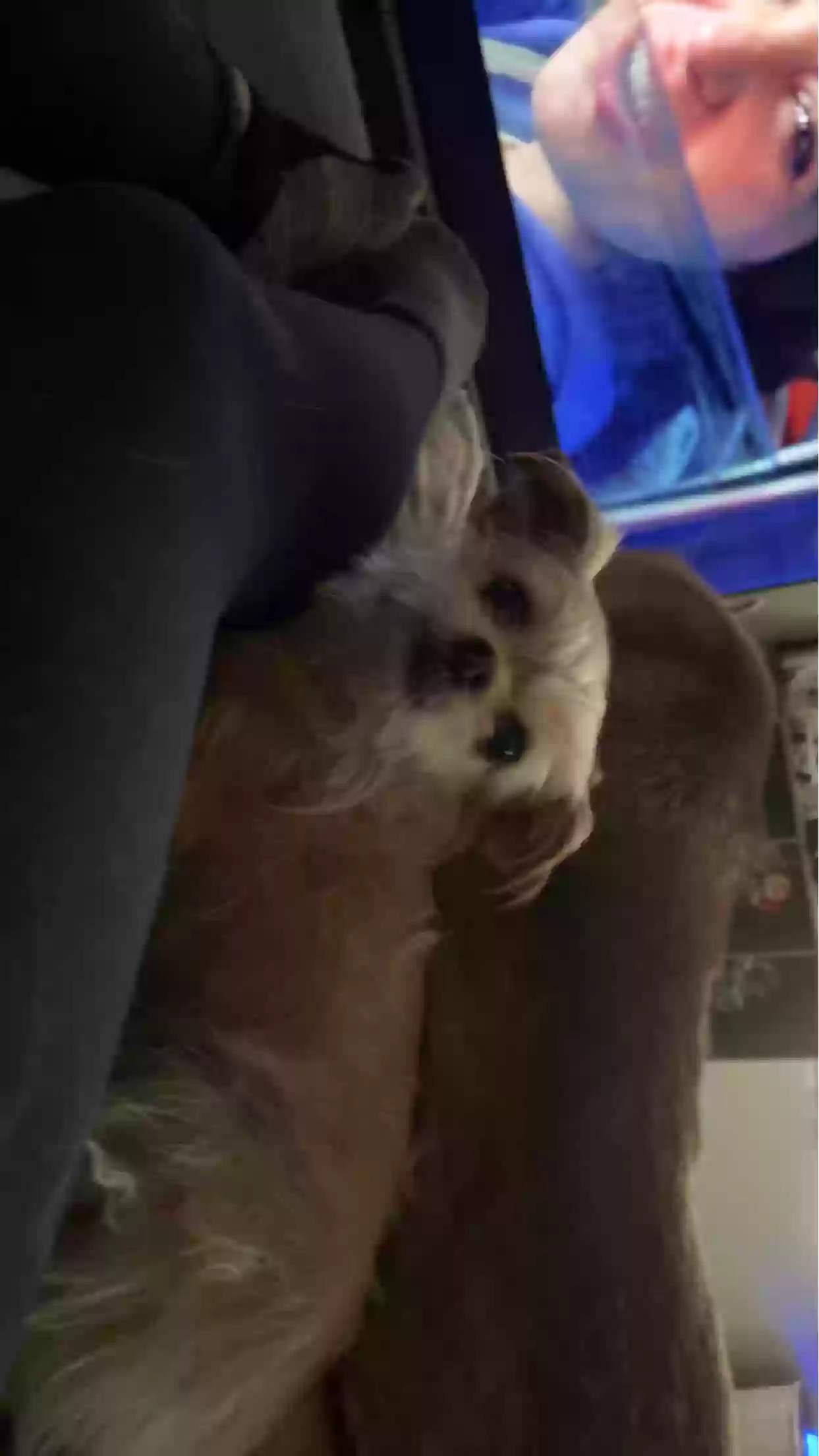 /lostandfound/images/lnfpets/original/185835_photo.webp