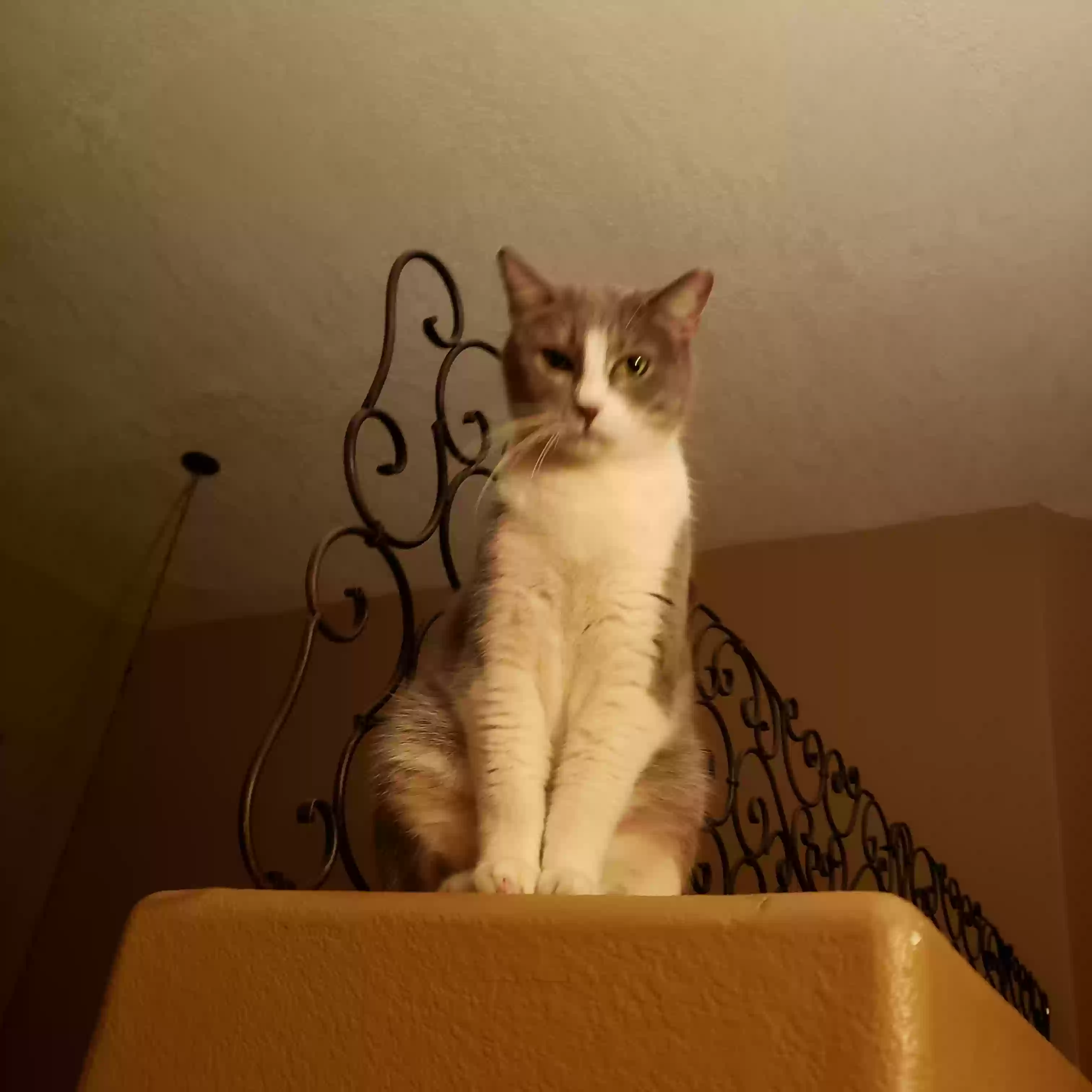 /lostandfound/images/lnfpets/original/185872_photo.webp