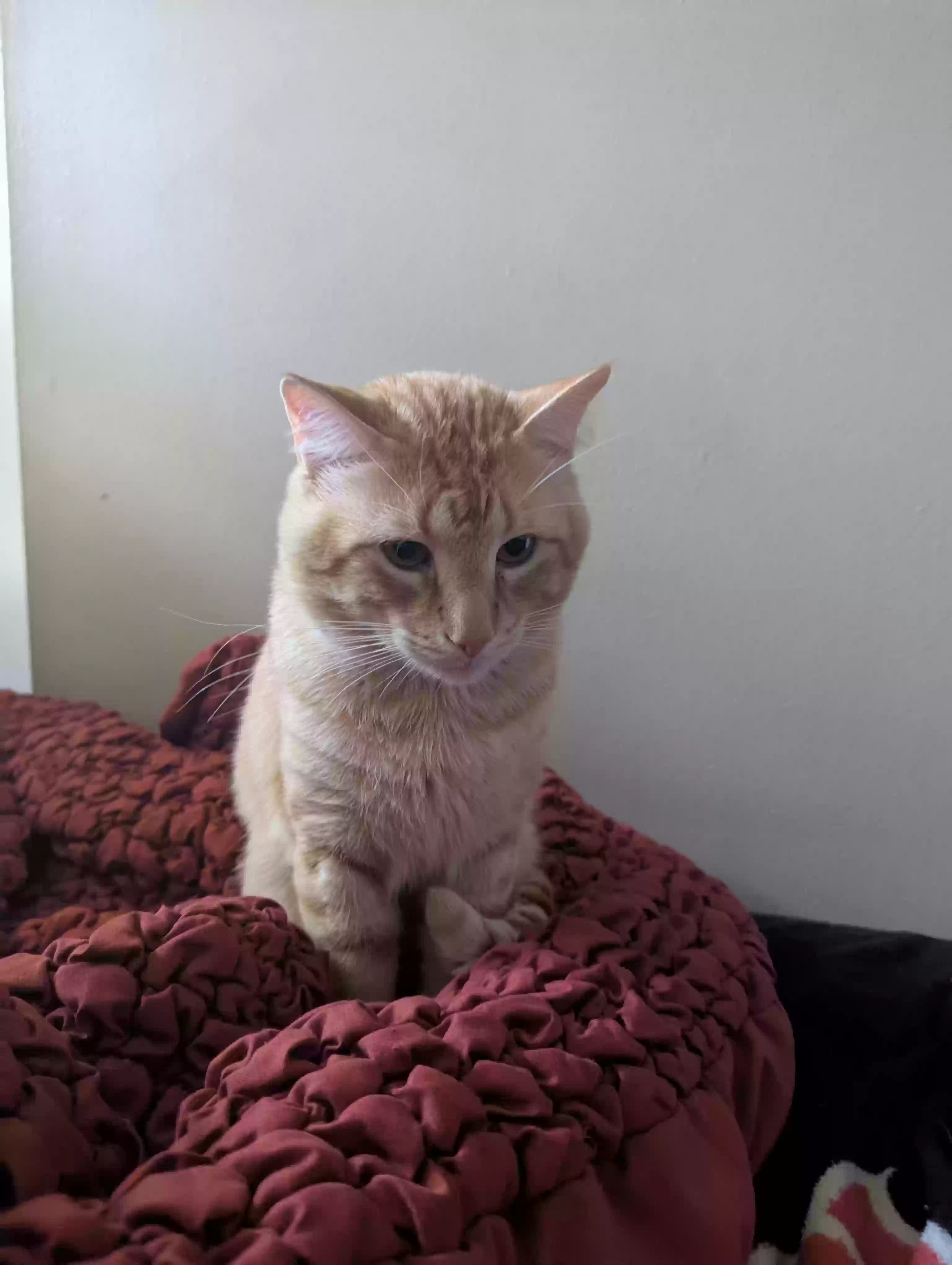 /lostandfound/images/lnfpets/original/185926_photo.webp