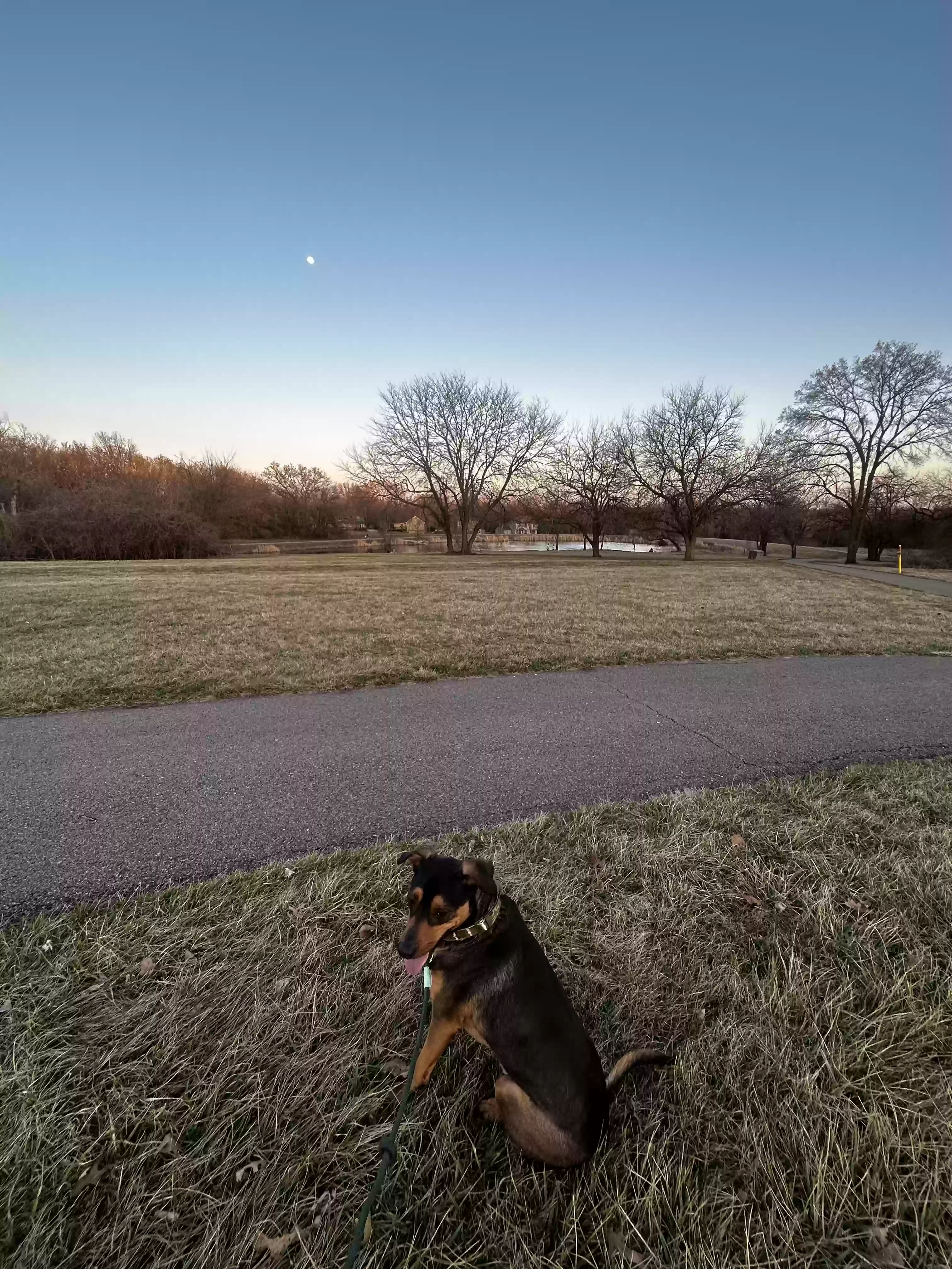 /lostandfound/images/lnfpets/original/185981_photo.webp