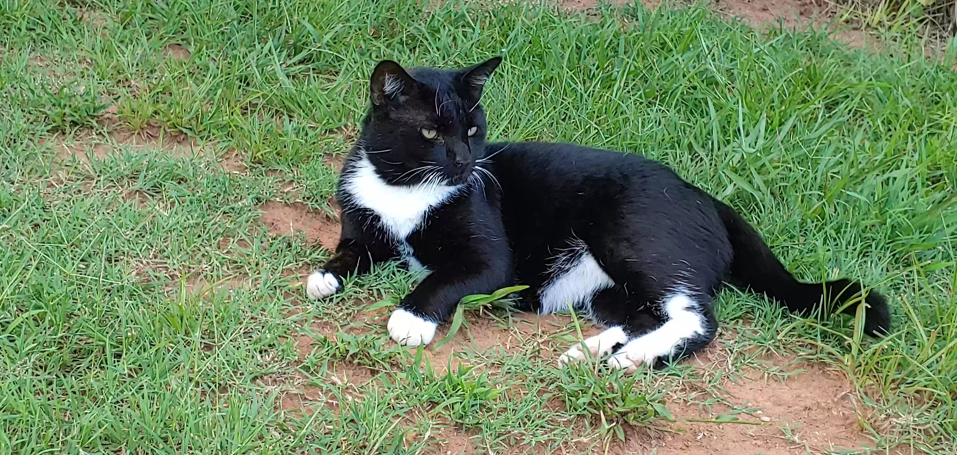 /lostandfound/images/lnfpets/original/186036_photo.webp