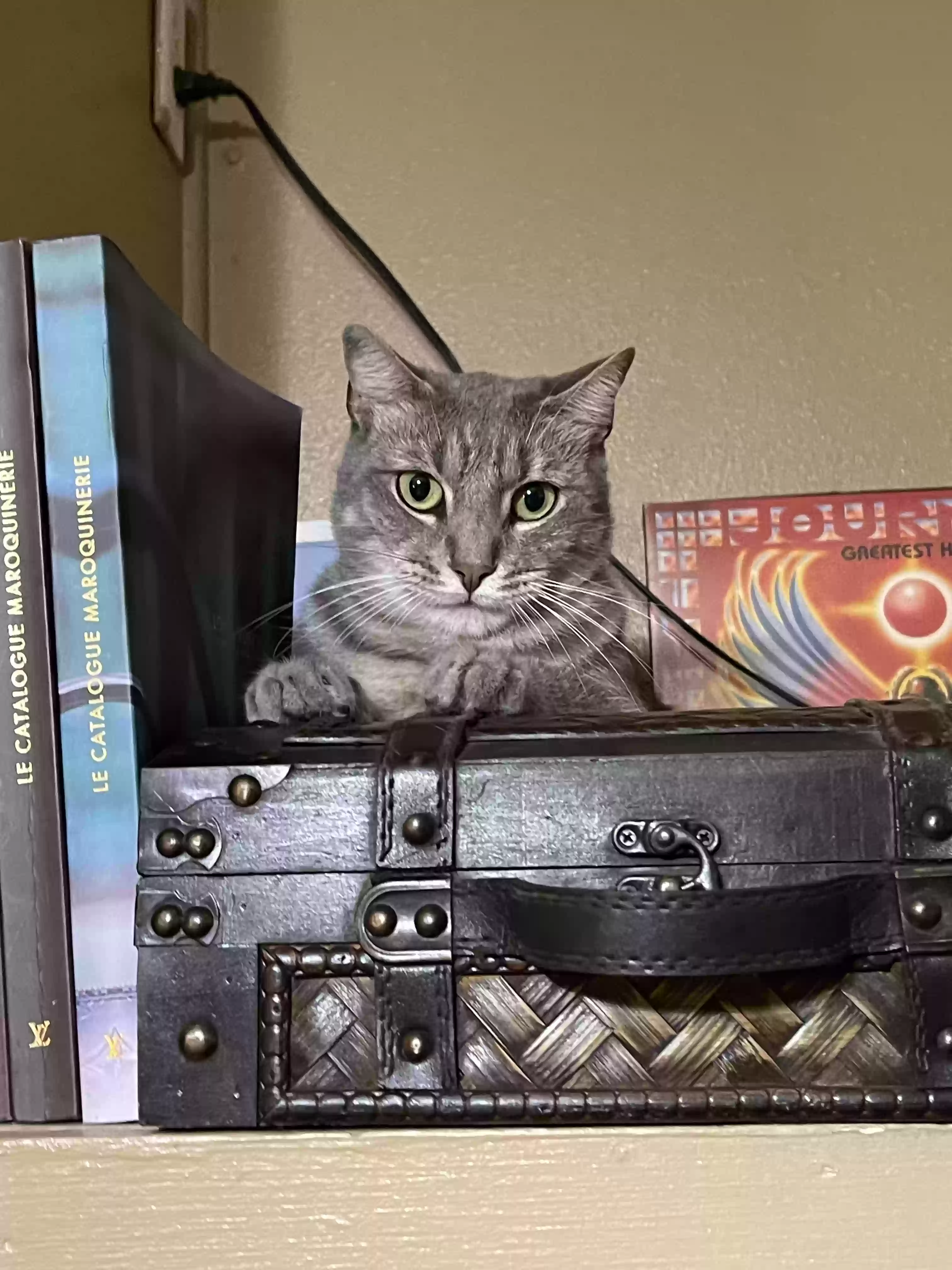 /lostandfound/images/lnfpets/original/186039_photo.webp