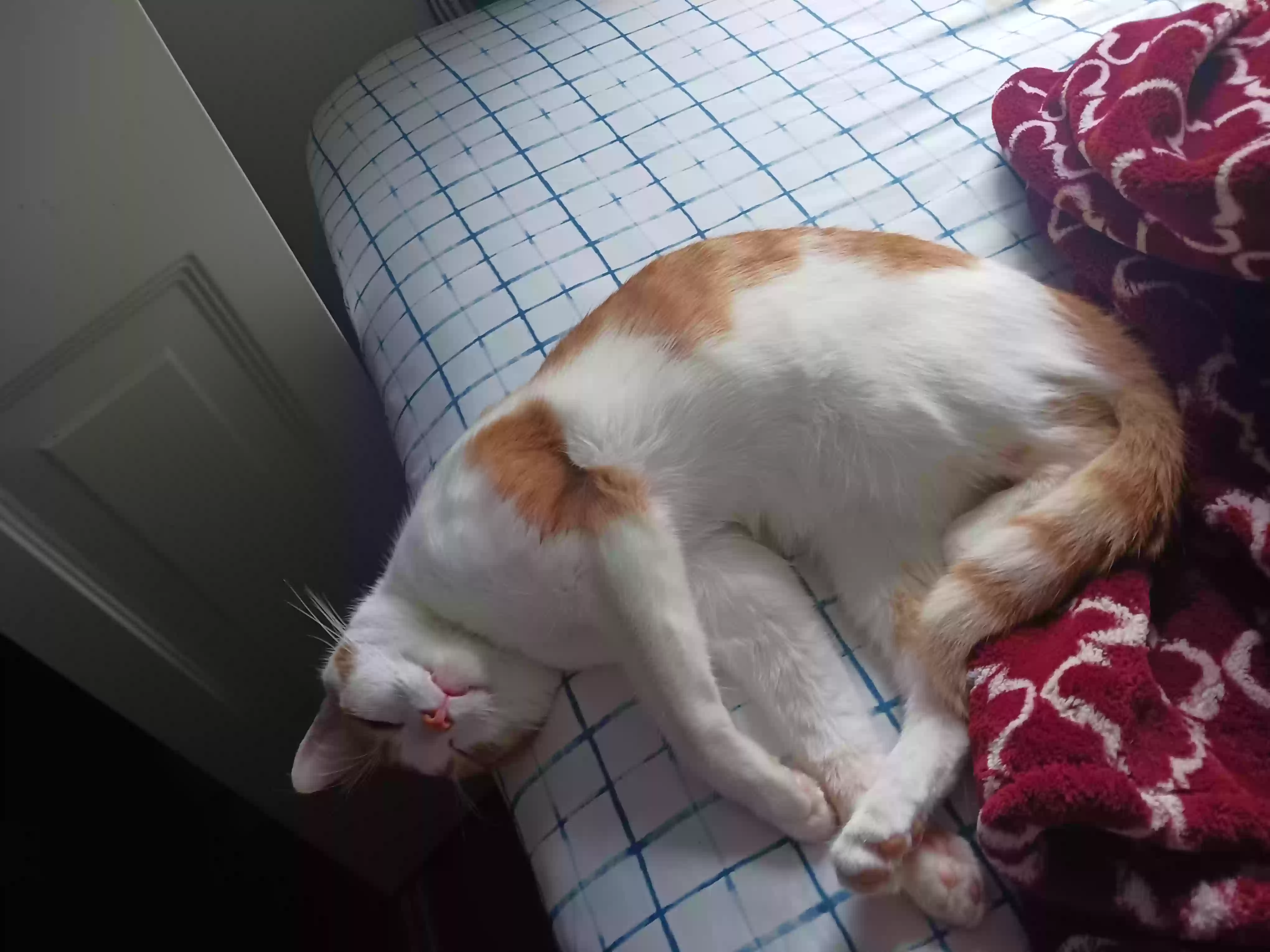 /lostandfound/images/lnfpets/original/186052_photo.webp