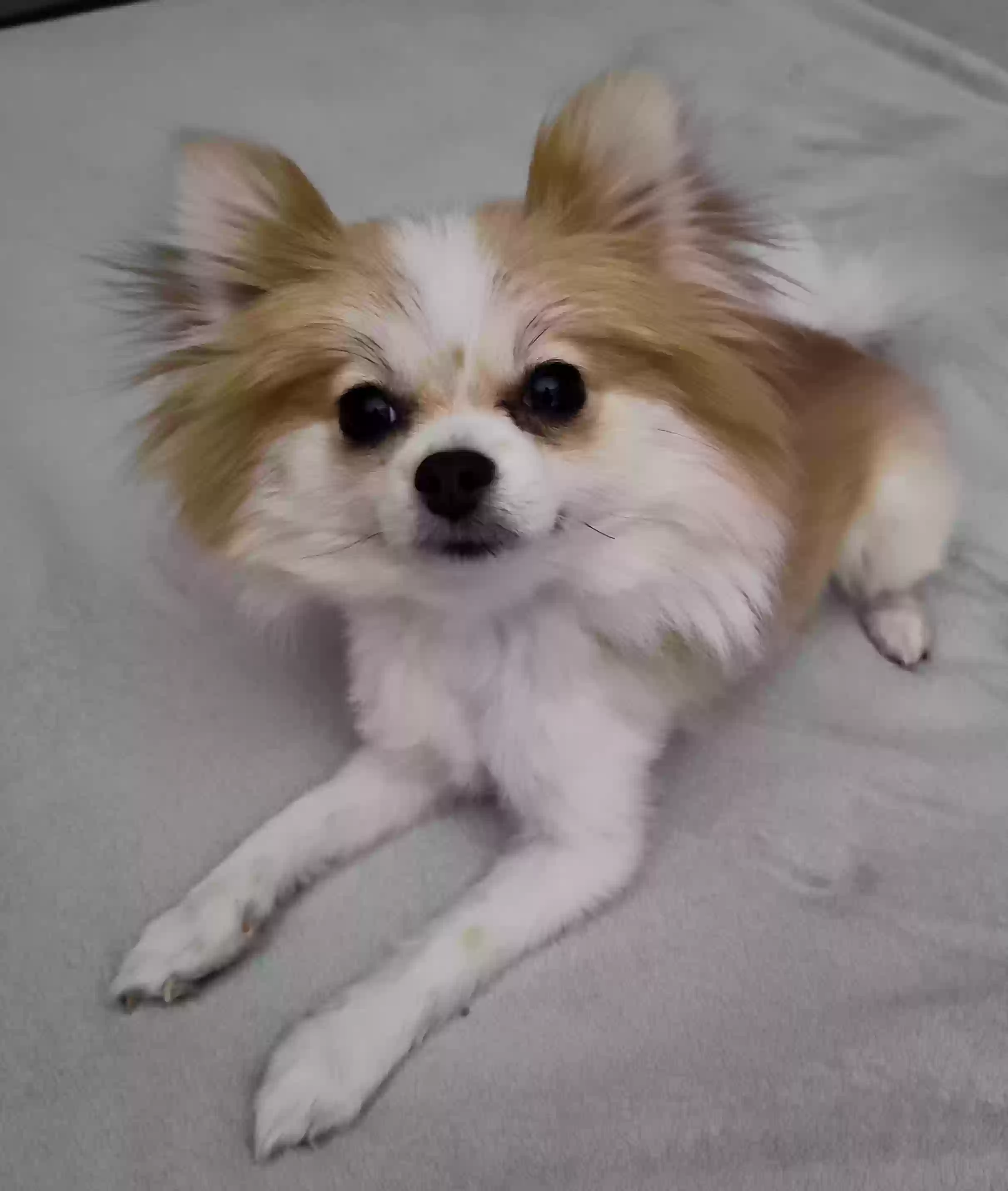 /lostandfound/images/lnfpets/original/186139_photo.webp
