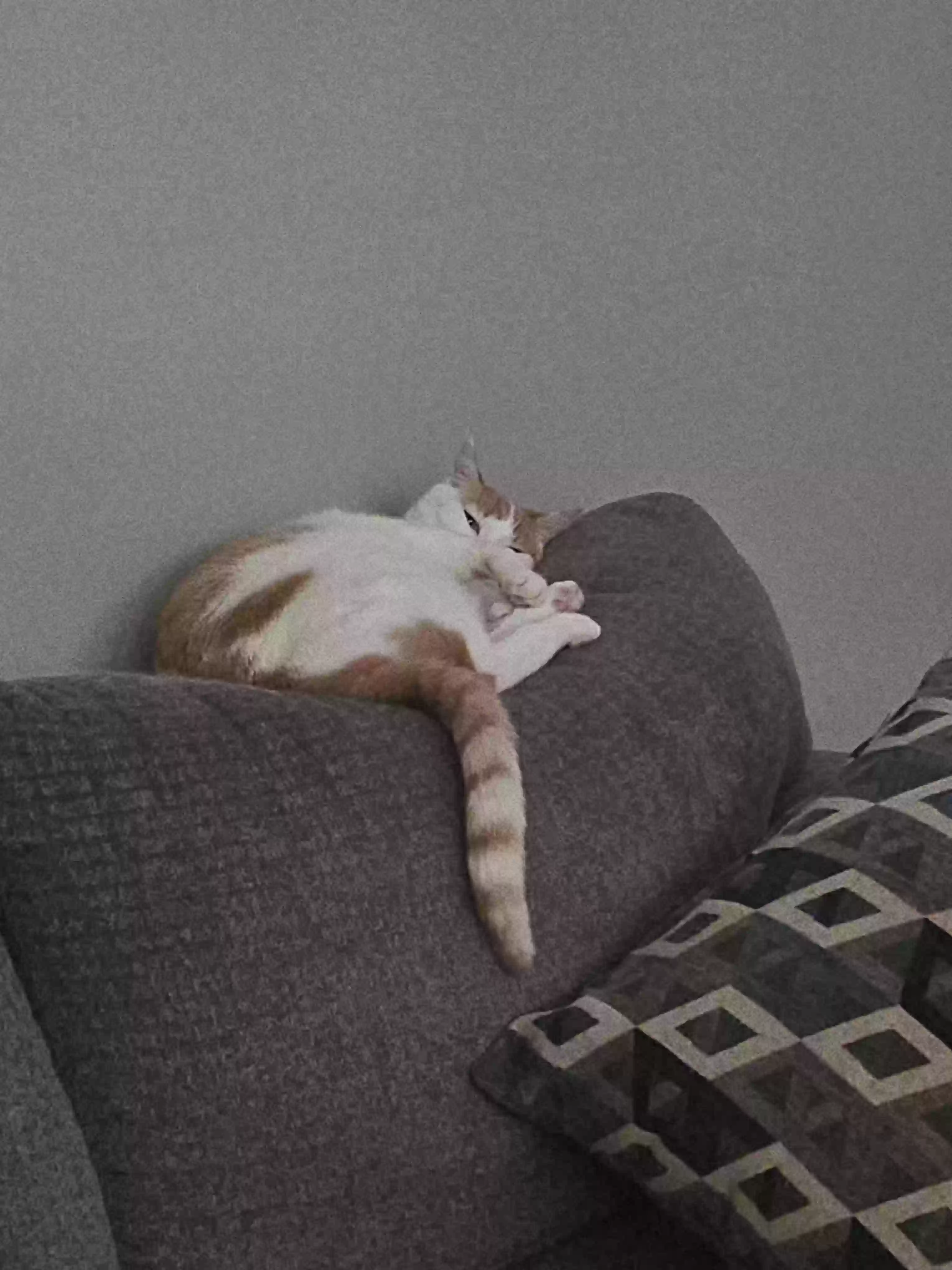 /lostandfound/images/lnfpets/original/186179_photo.webp