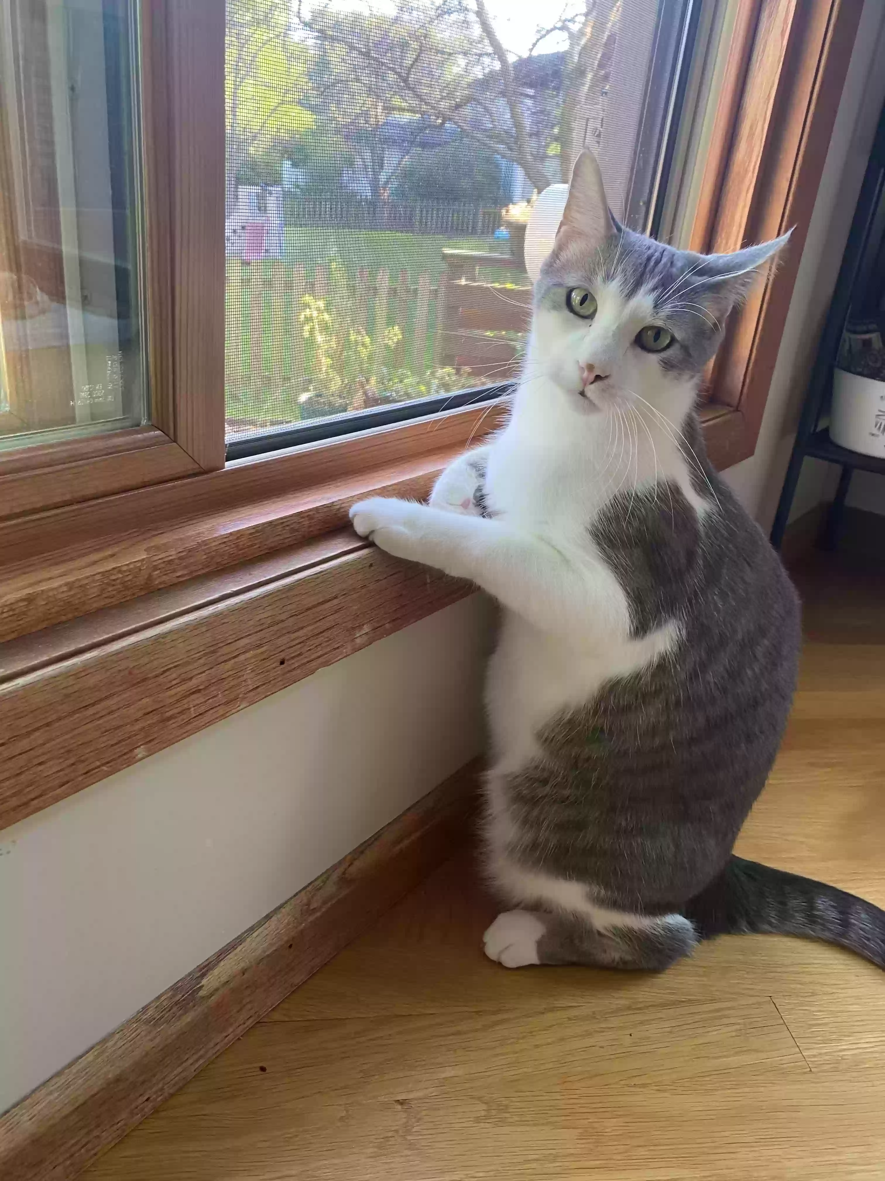 /lostandfound/images/lnfpets/original/186208_photo.webp
