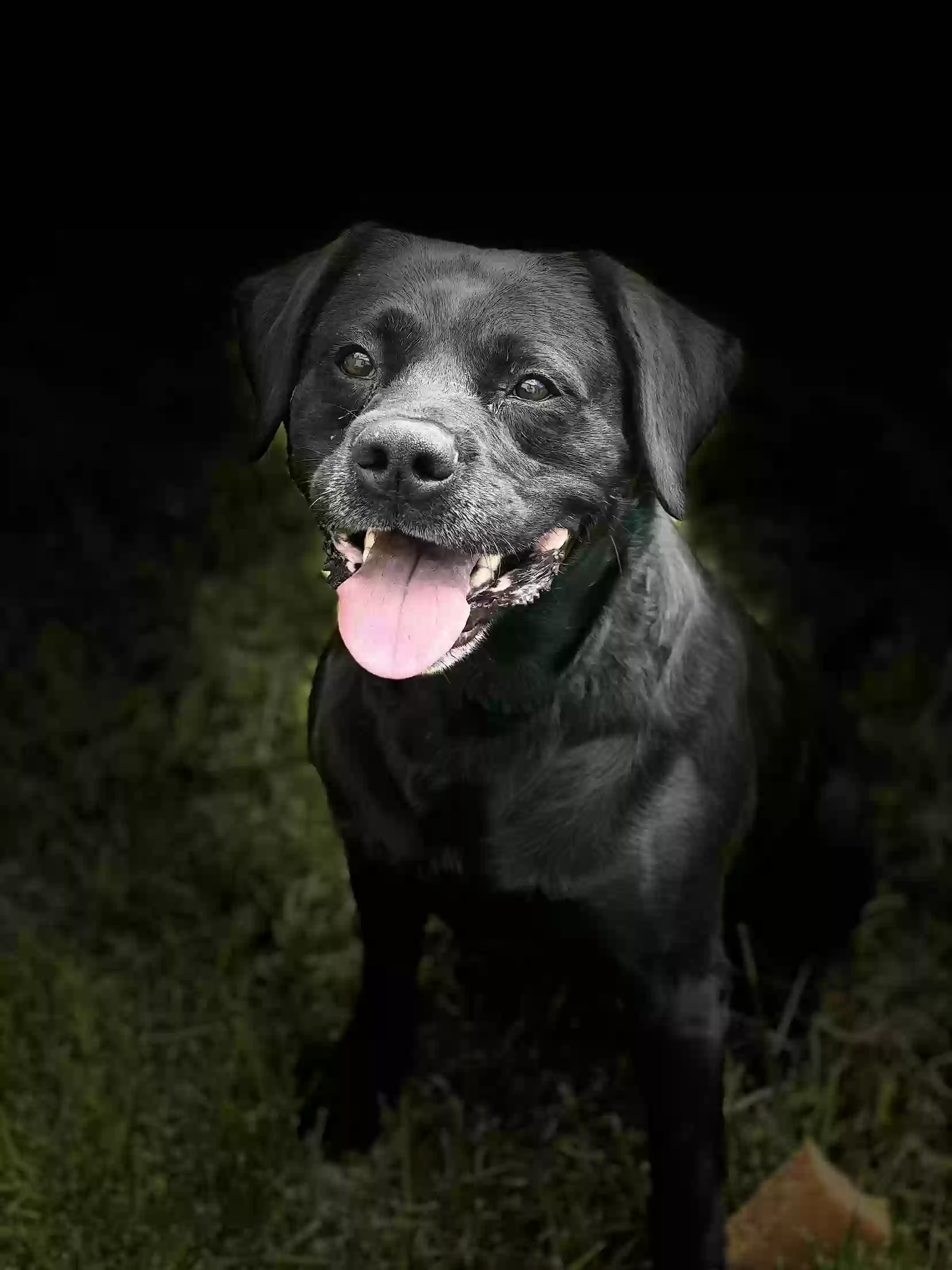 /lostandfound/images/lnfpets/original/186276_photo.webp