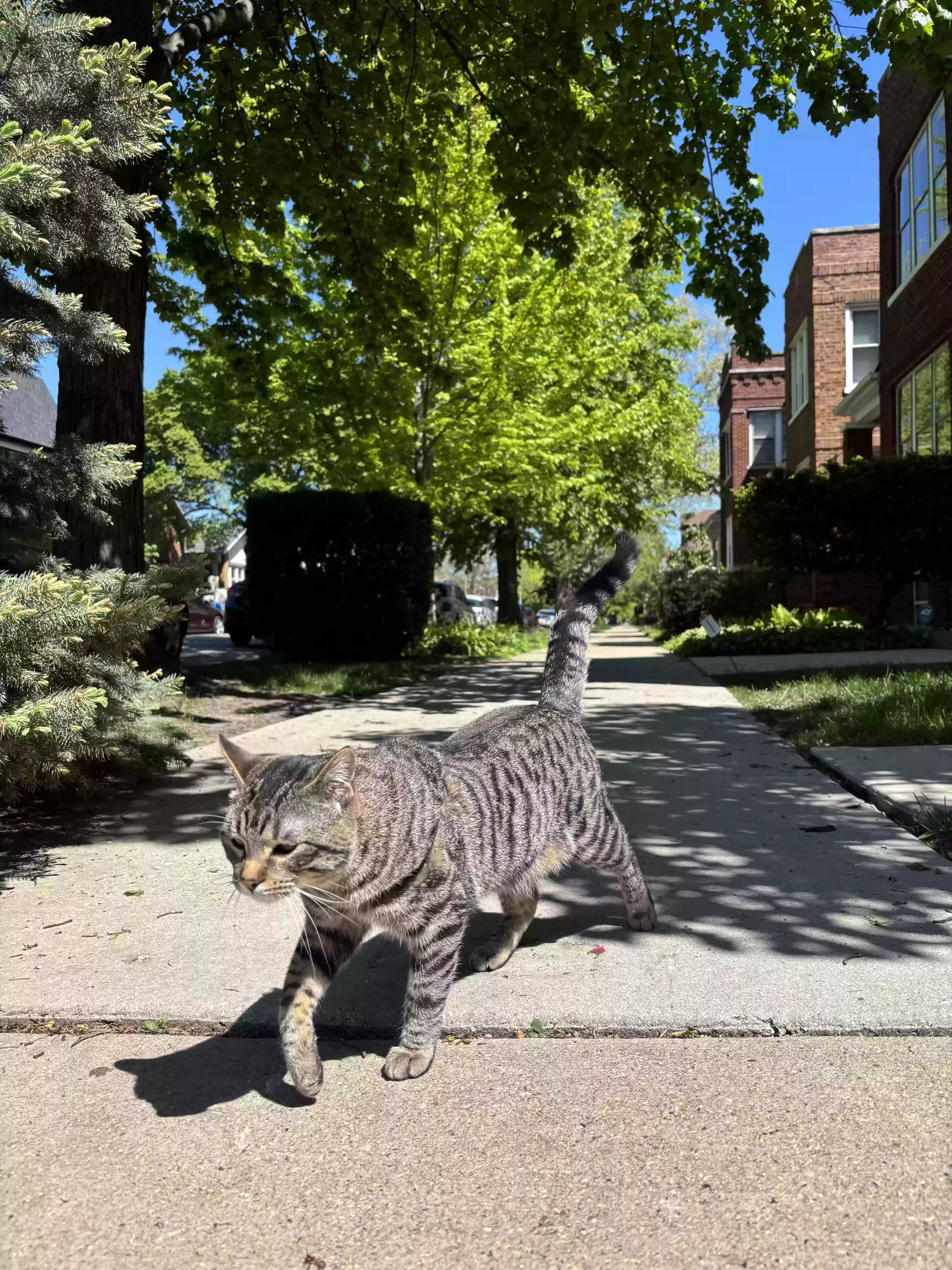 /lostandfound/images/lnfpets/original/186417_photo.webp