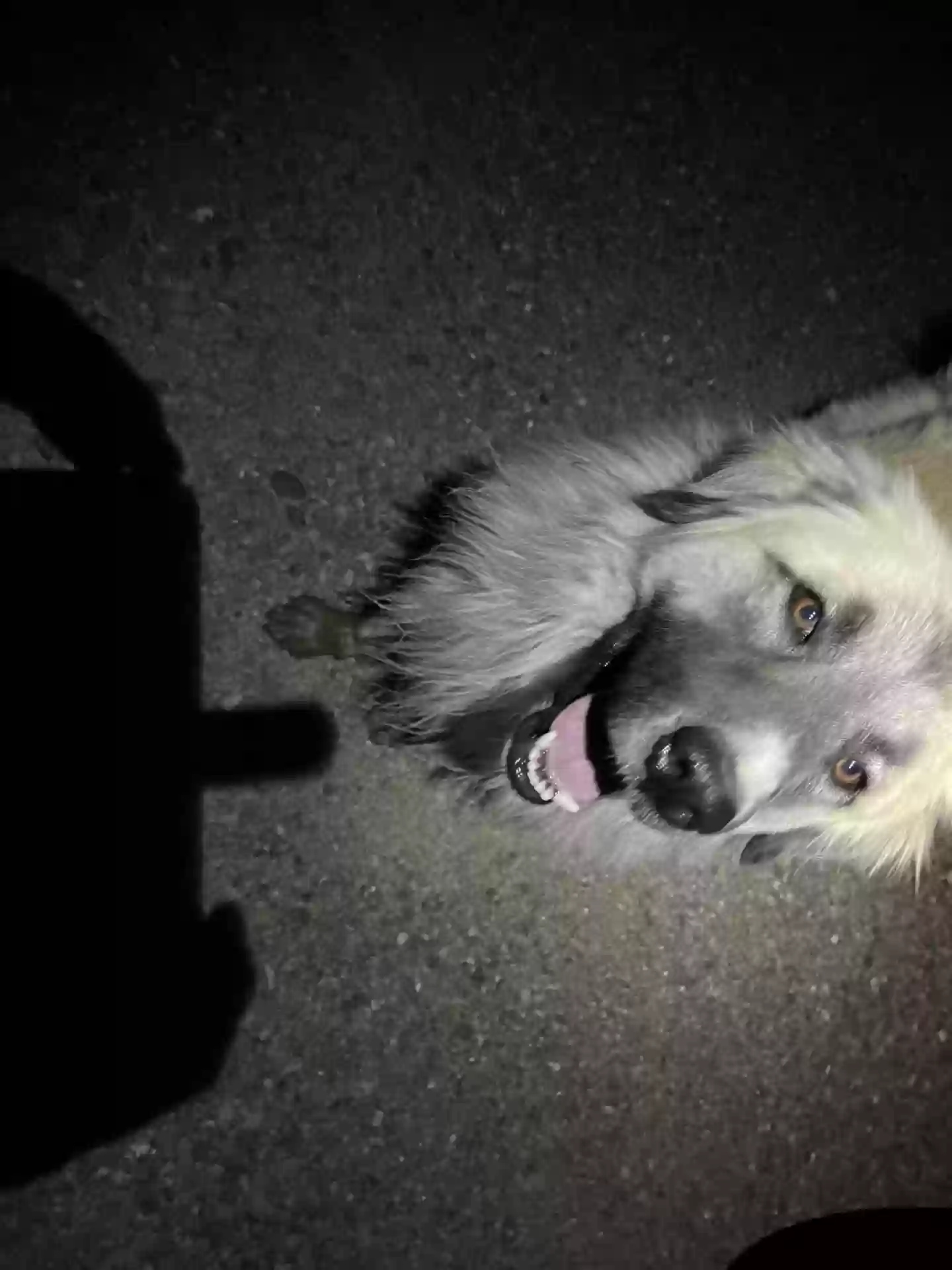 /lostandfound/images/lnfpets/original/186481_photo.webp