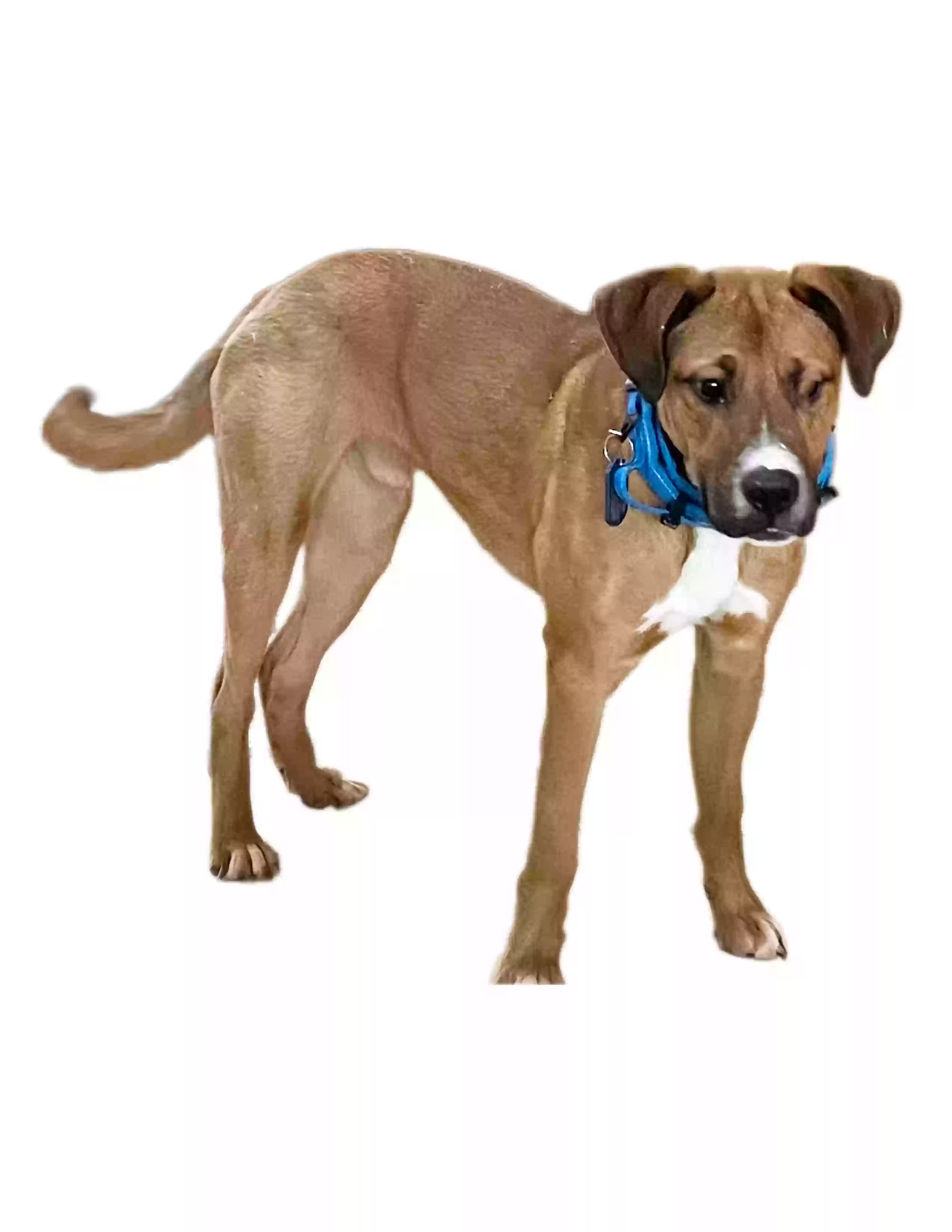 /lostandfound/images/lnfpets/original/186530_photo.webp