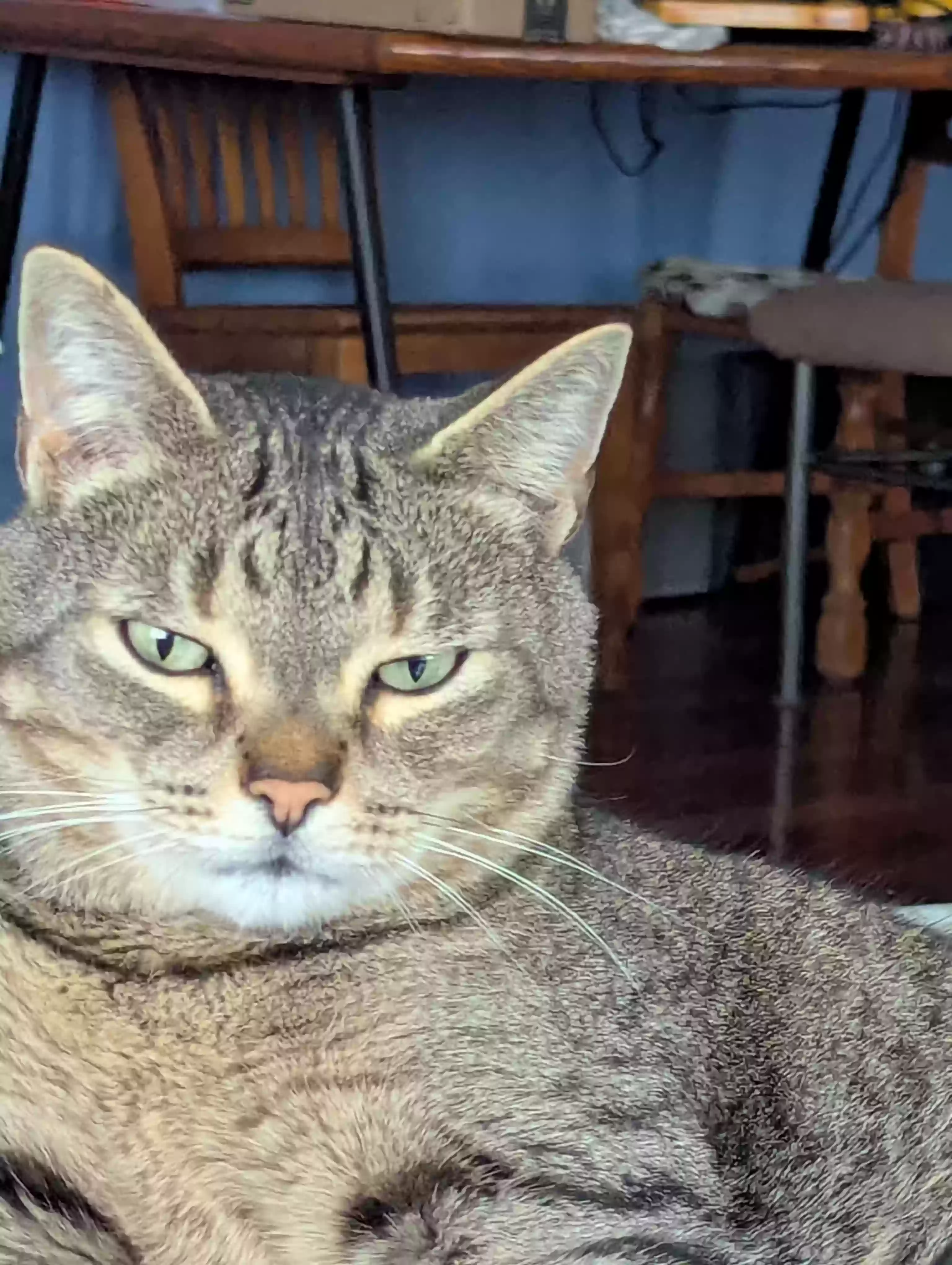 /lostandfound/images/lnfpets/original/186566_photo.webp