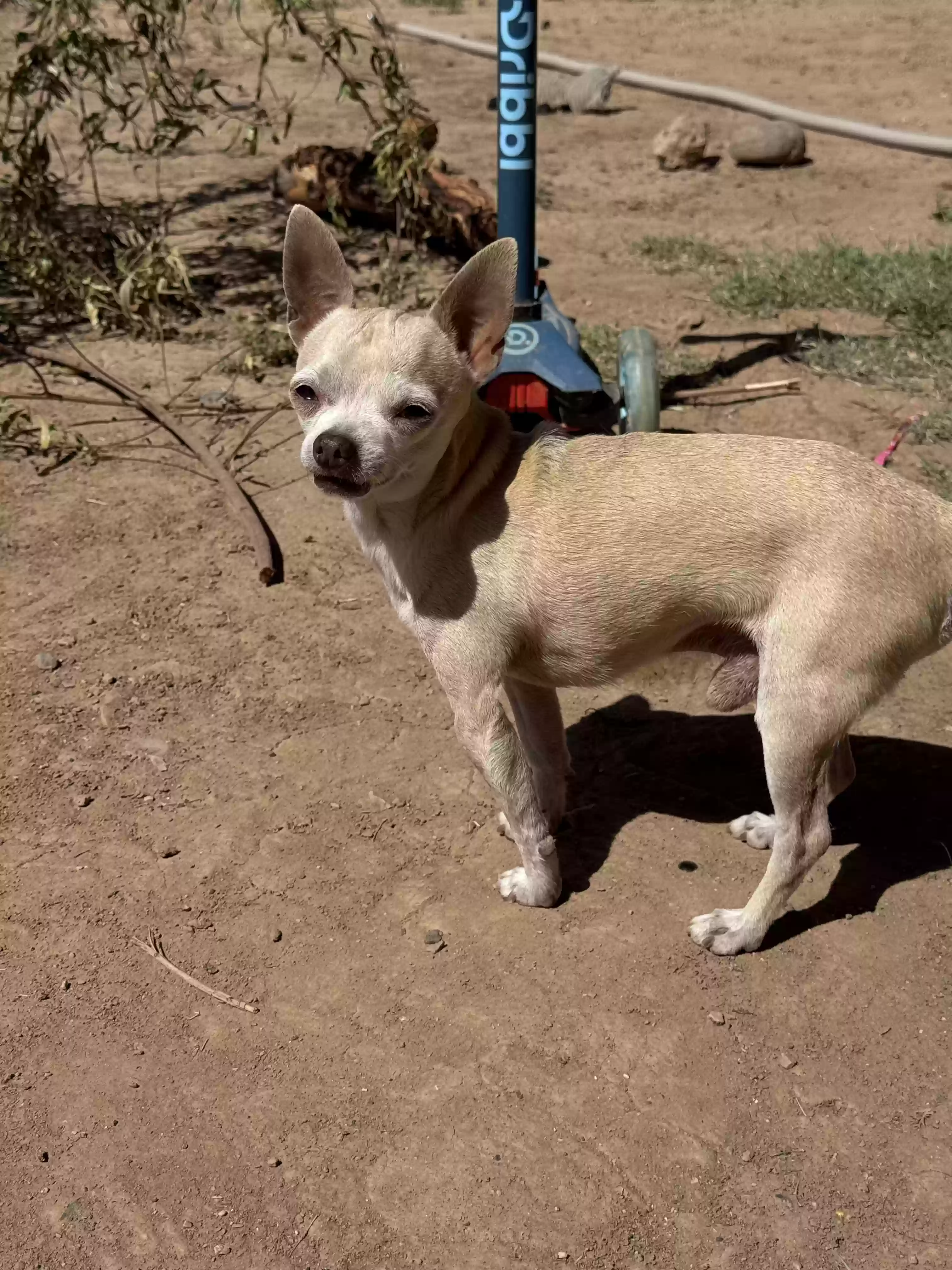 /lostandfound/images/lnfpets/original/186578_photo.webp
