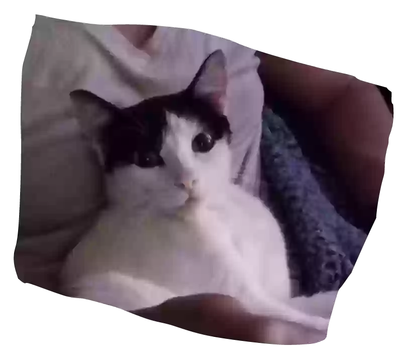/lostandfound/images/lnfpets/original/186591_photo.webp