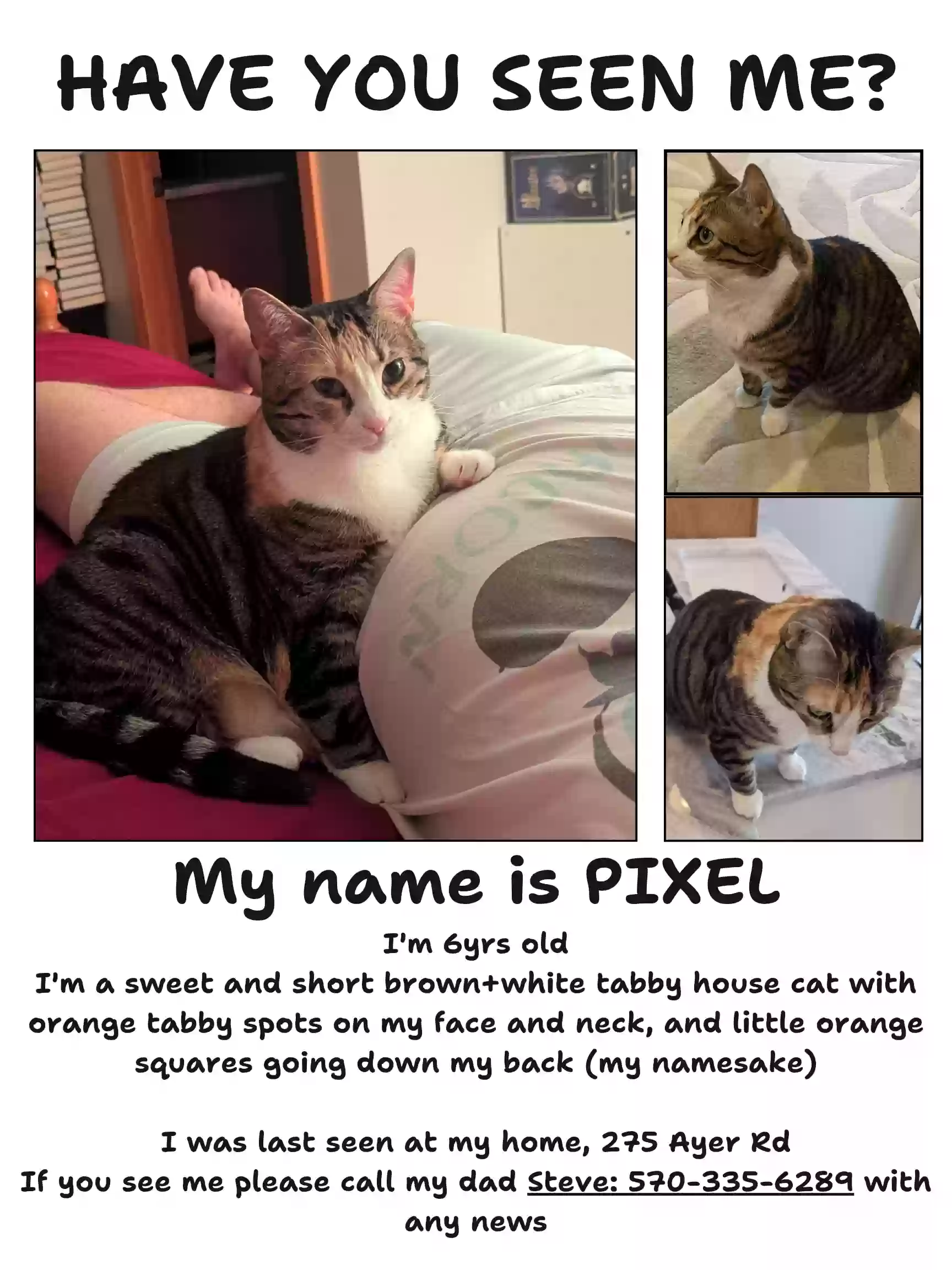 /lostandfound/images/lnfpets/original/186609_photo.webp