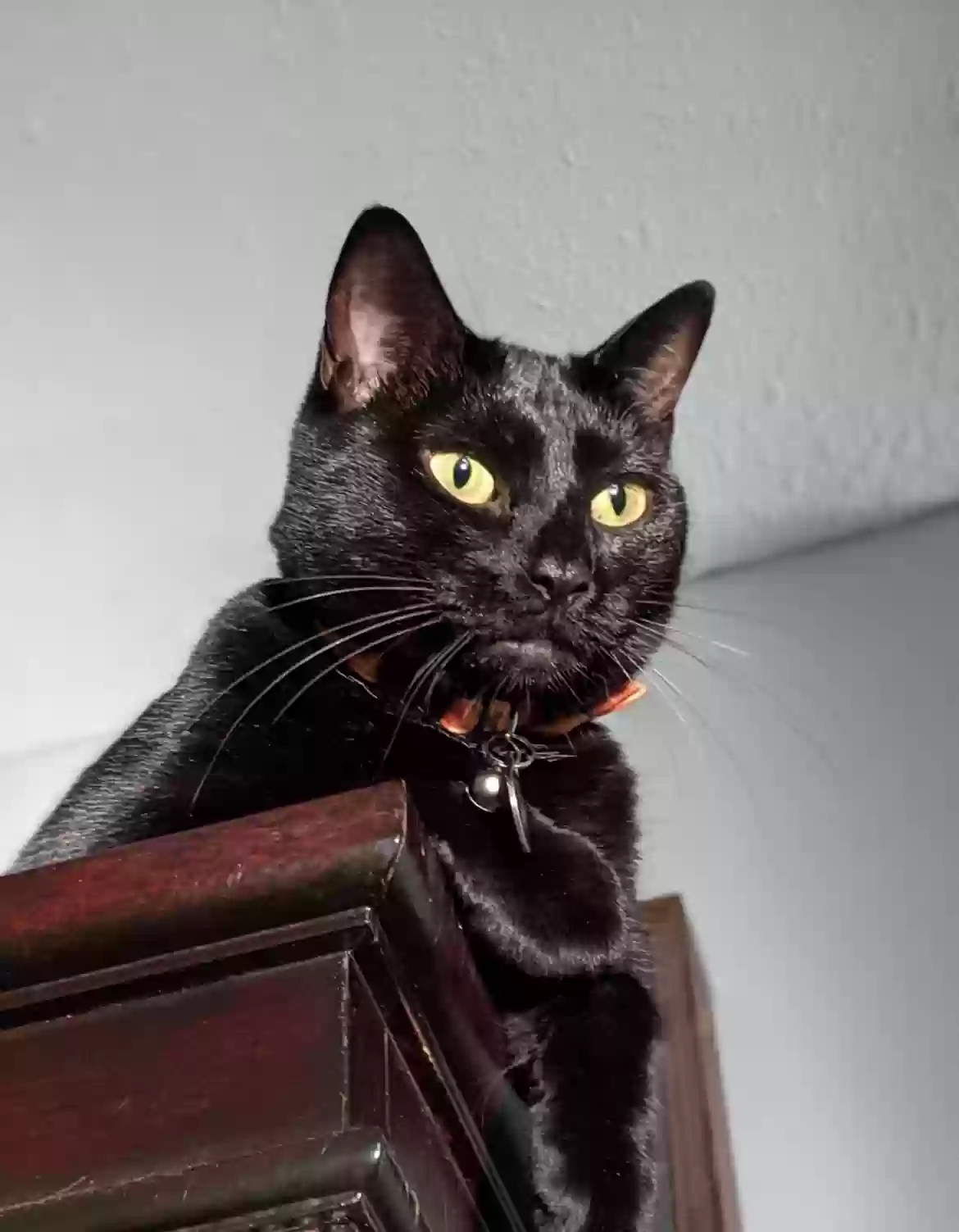 /lostandfound/images/lnfpets/original/186819_photo.webp