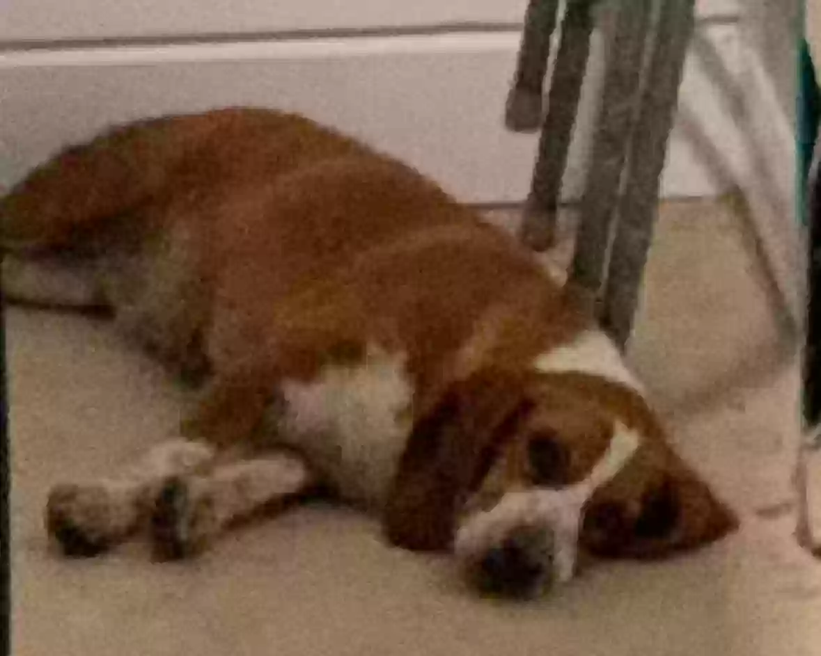 /lostandfound/images/lnfpets/original/186853_photo.webp