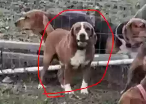 /lostandfound/images/lnfpets/original/186854_photo.webp