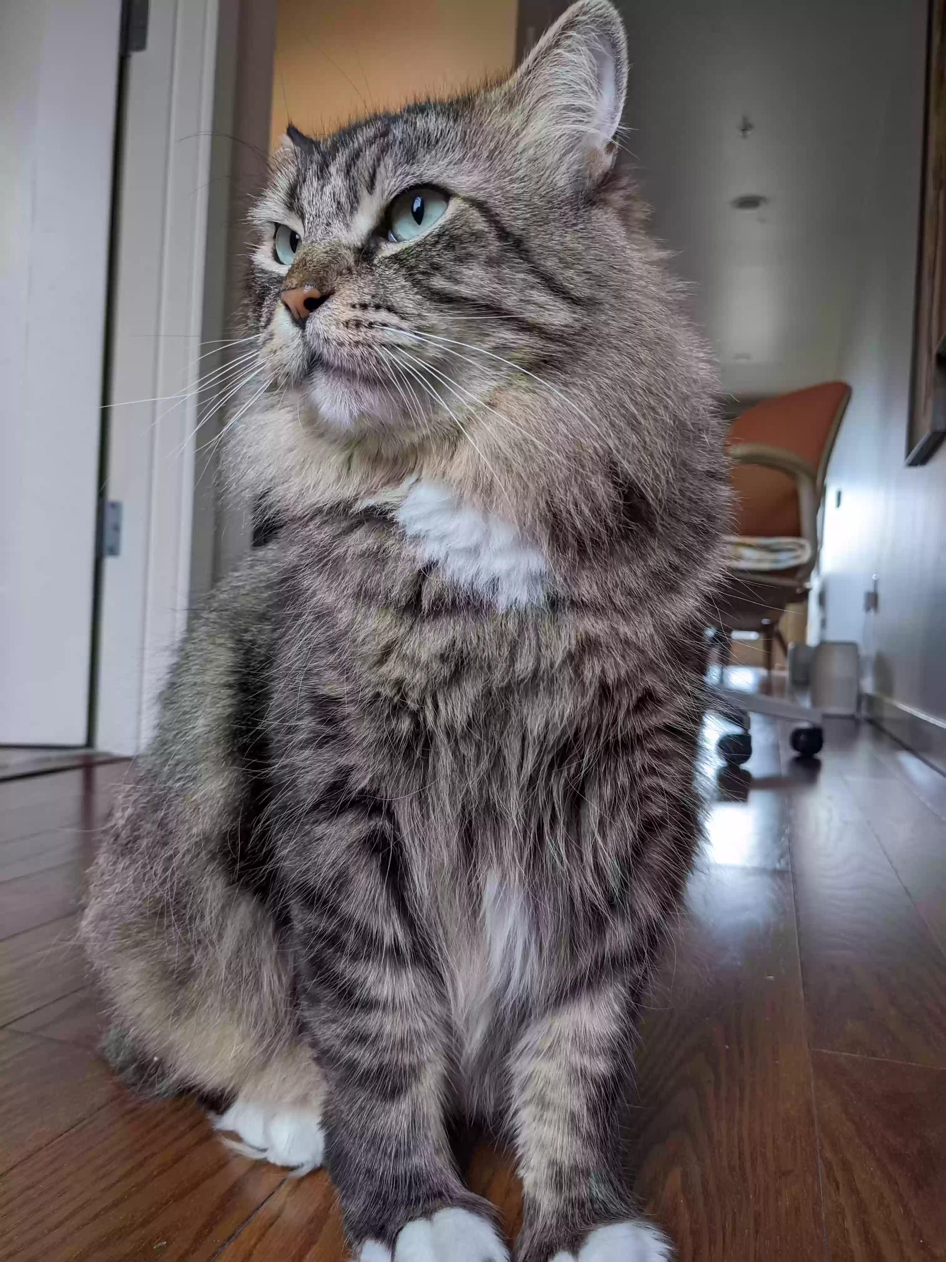 /lostandfound/images/lnfpets/original/186934_photo.webp
